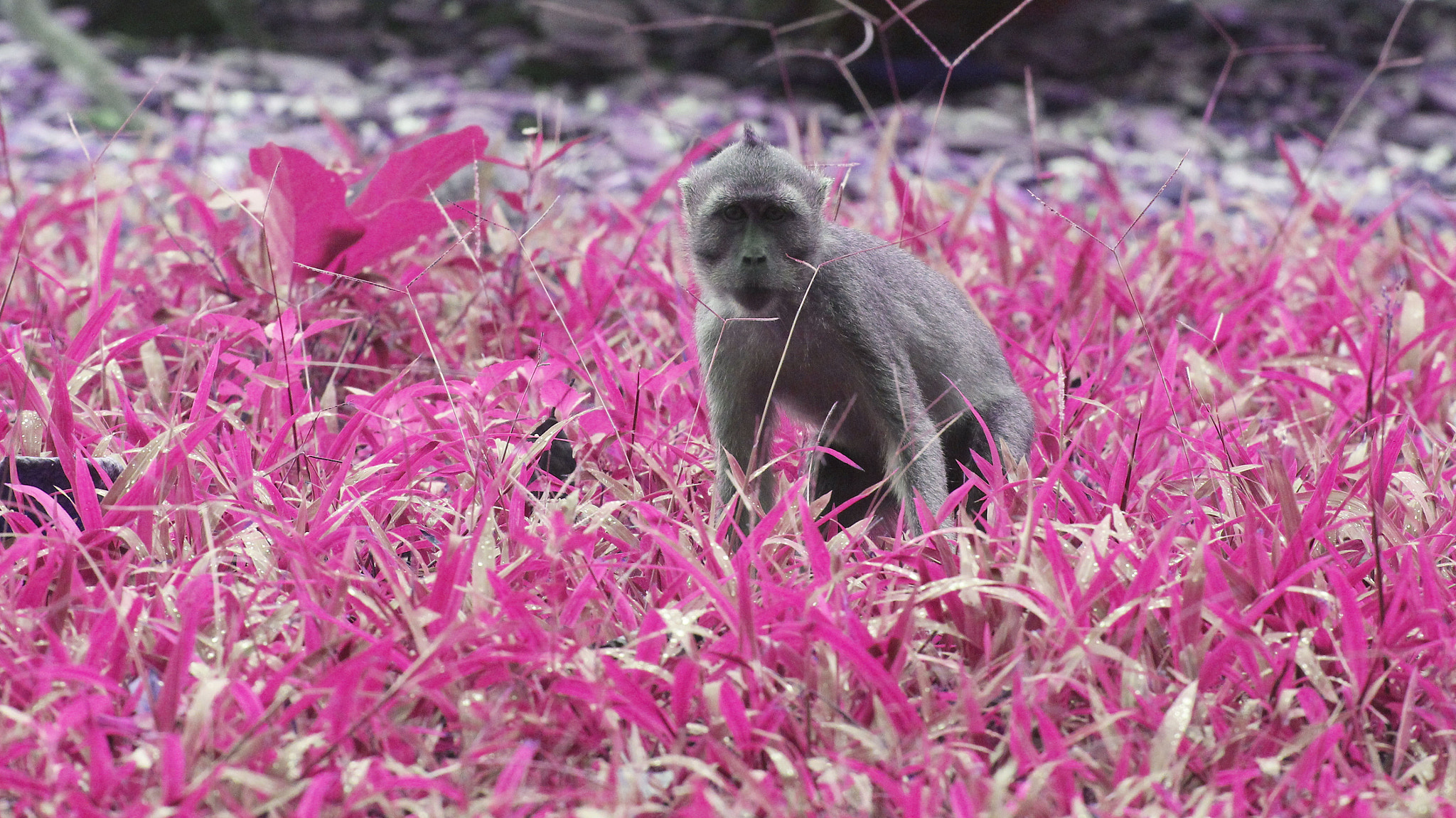 Canon EOS 60D + Canon EF 400mm F4.0 DO IS USM sample photo. Pink grass photography