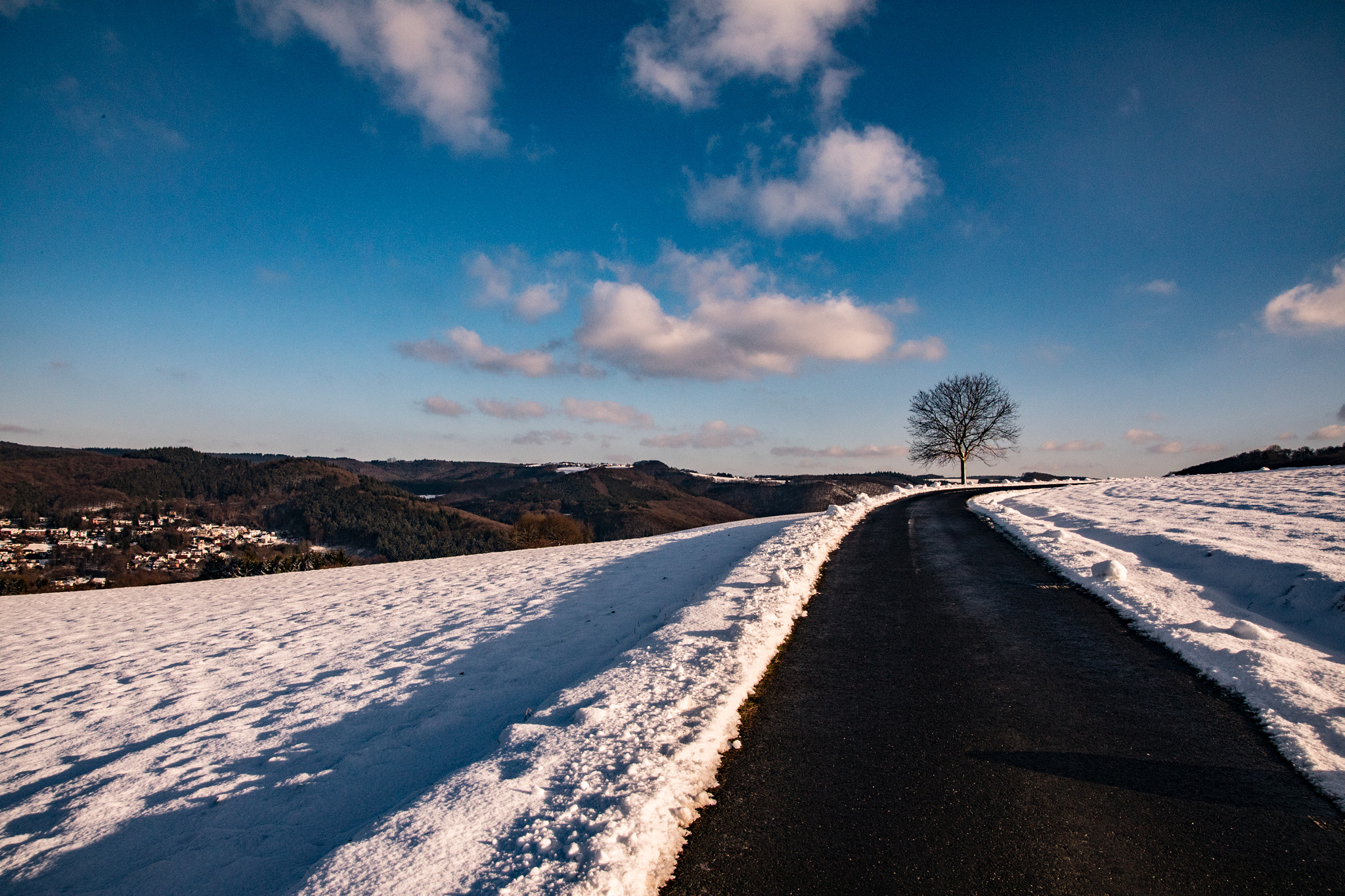 Sigma 24-105mm f/4 DG OS HSM | A sample photo. Tree photography