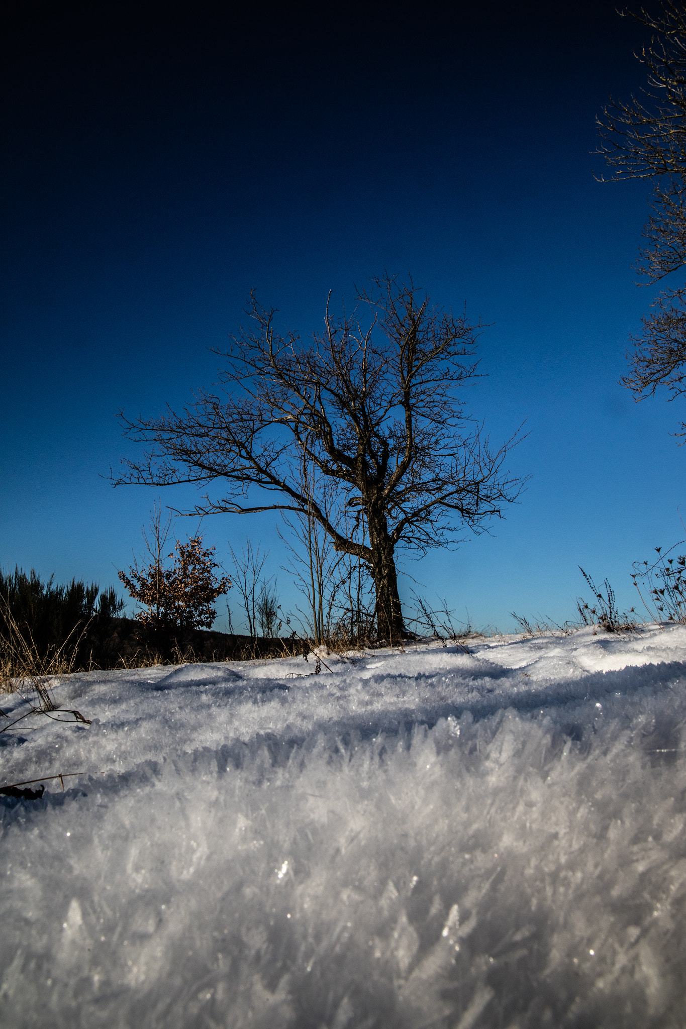 Sigma 24-105mm f/4 DG OS HSM | A sample photo. Ice, frost and tree.  photography