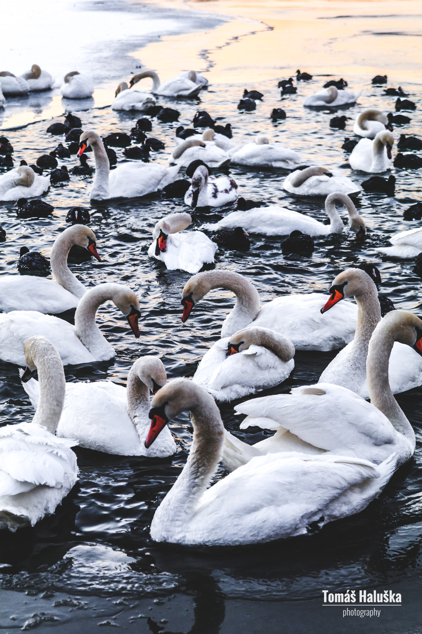 Tamron SP AF 17-50mm F2.8 XR Di II LD Aspherical (IF) sample photo. Swan lake photography