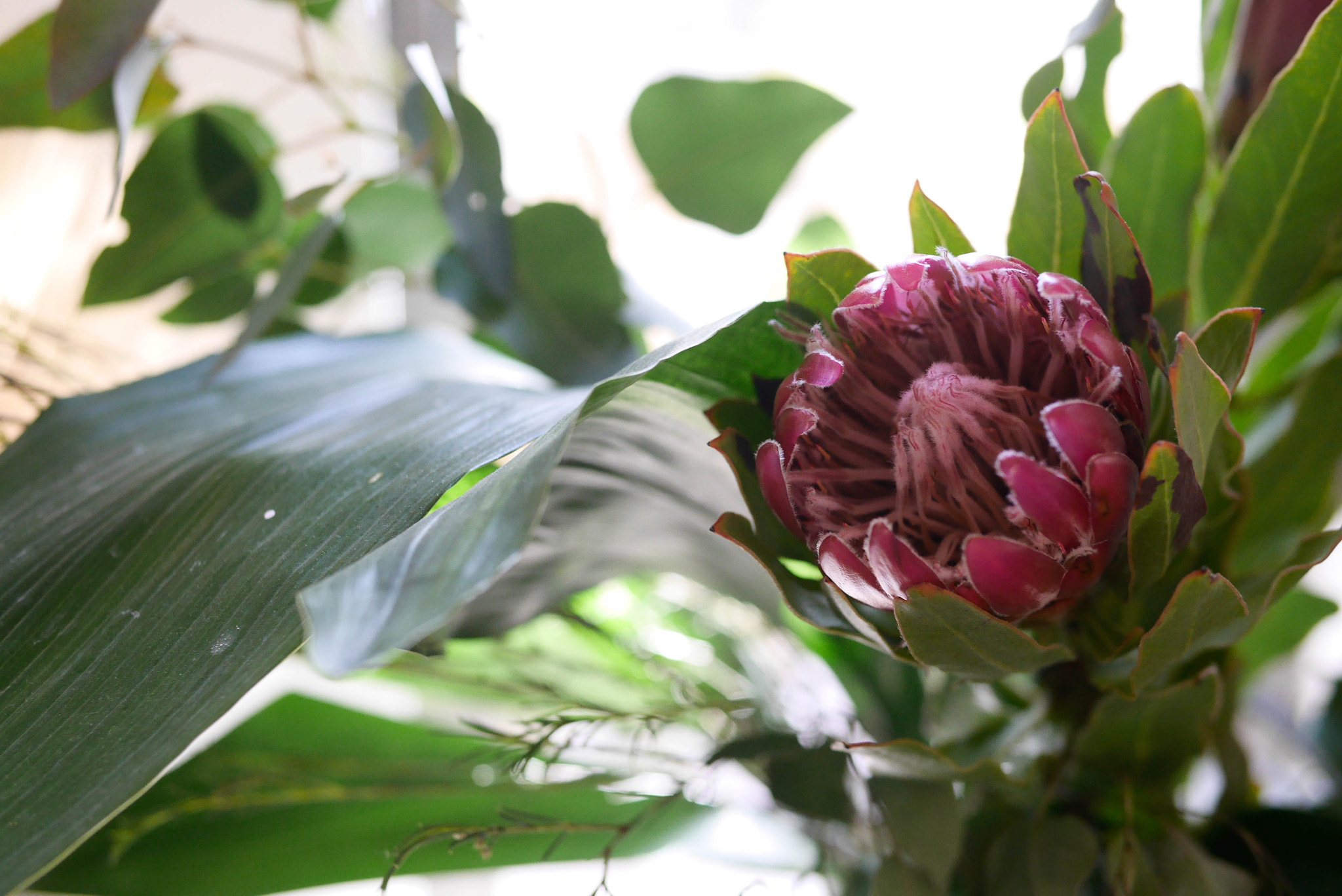 Panasonic Leica DG Summilux 25mm F1.4 II ASPH sample photo. 2/52. sooc photography