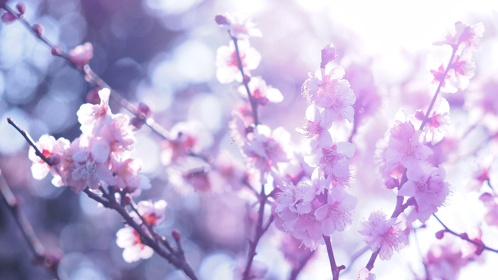 Olympus M.Zuiko Digital ED 60mm F2.8 Macro sample photo. Pink blossoms photography