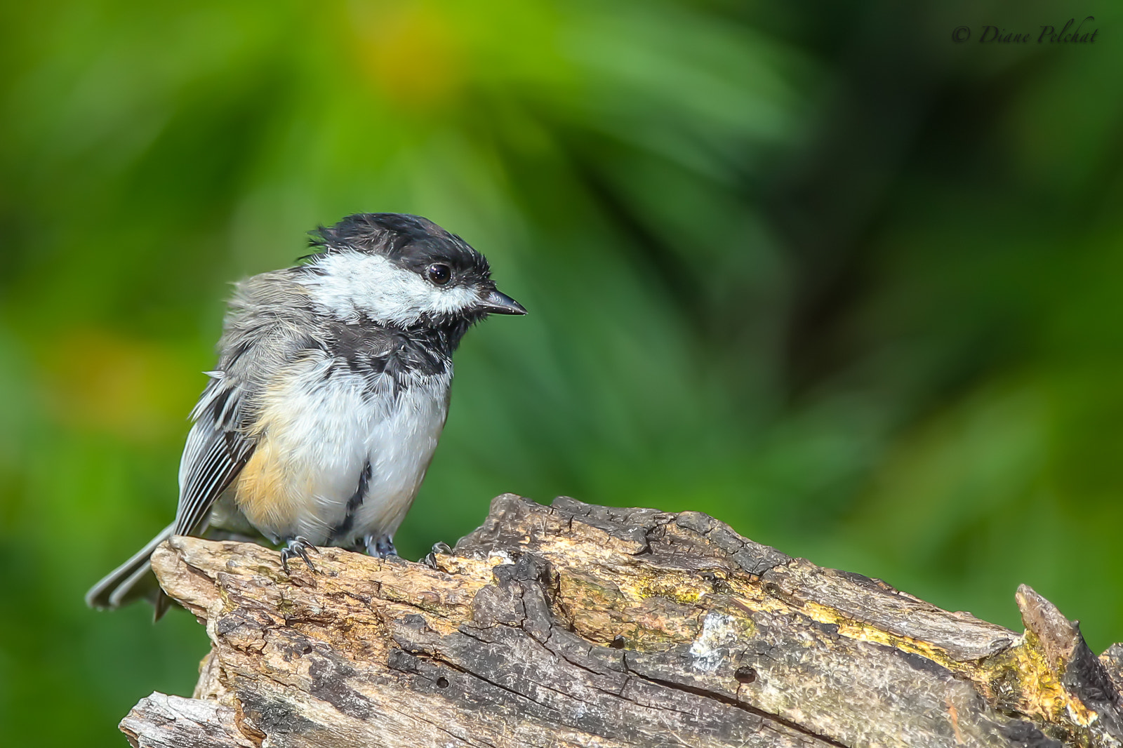 Canon EOS 60D + Canon EF 300mm F2.8L IS II USM sample photo. Black-capped chickadee photography