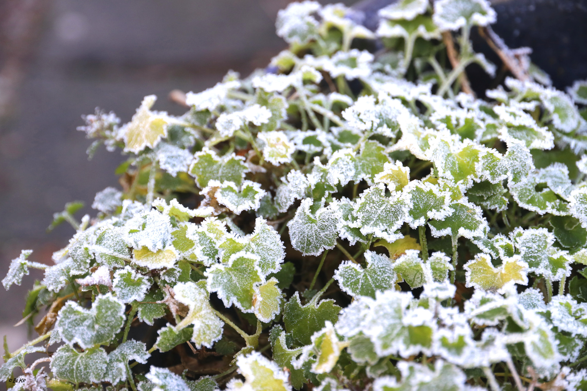 Canon EF-S 15-85mm F3.5-5.6 IS USM sample photo. Plant in winter photography