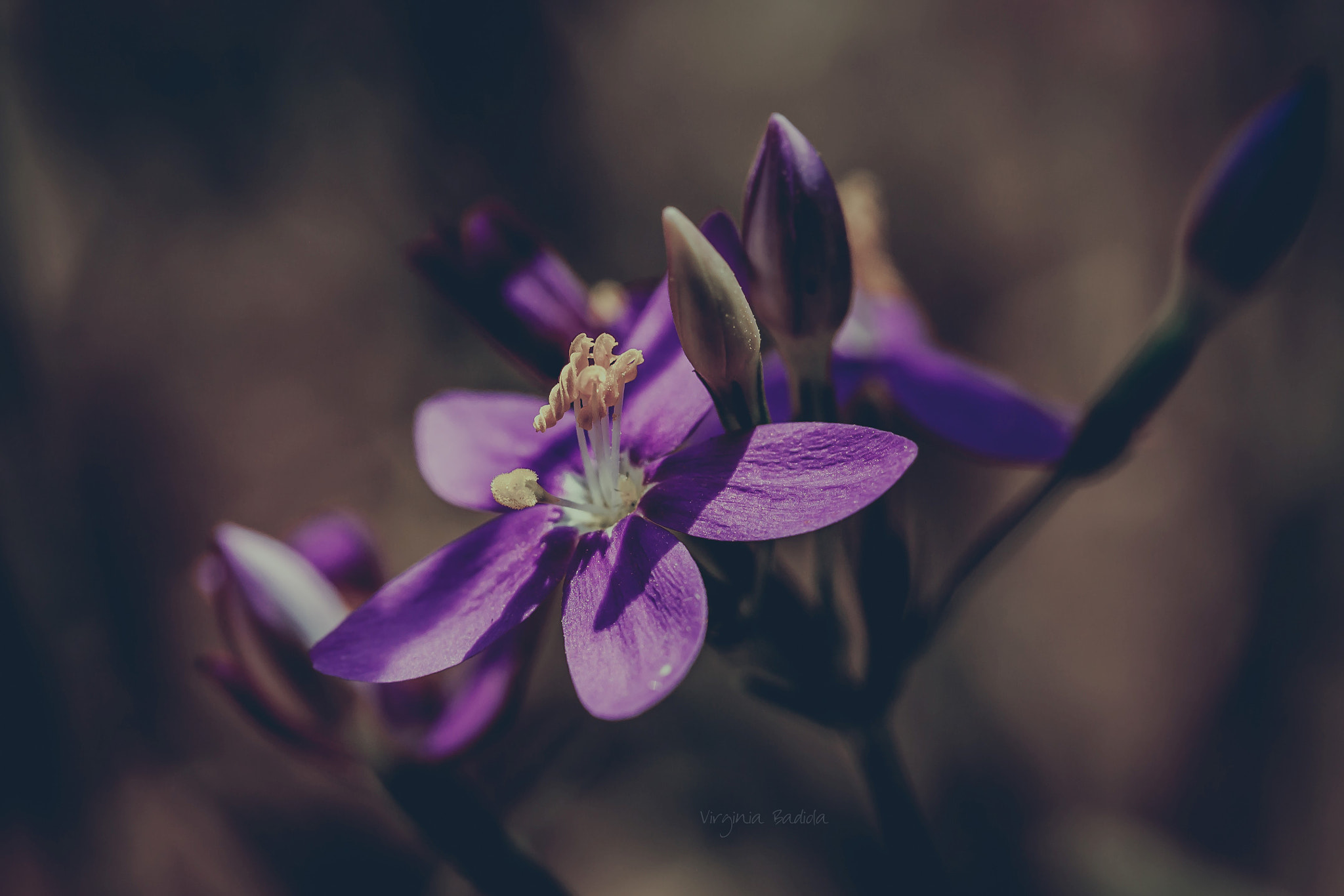 Canon EF-S 60mm F2.8 Macro USM sample photo. *** photography