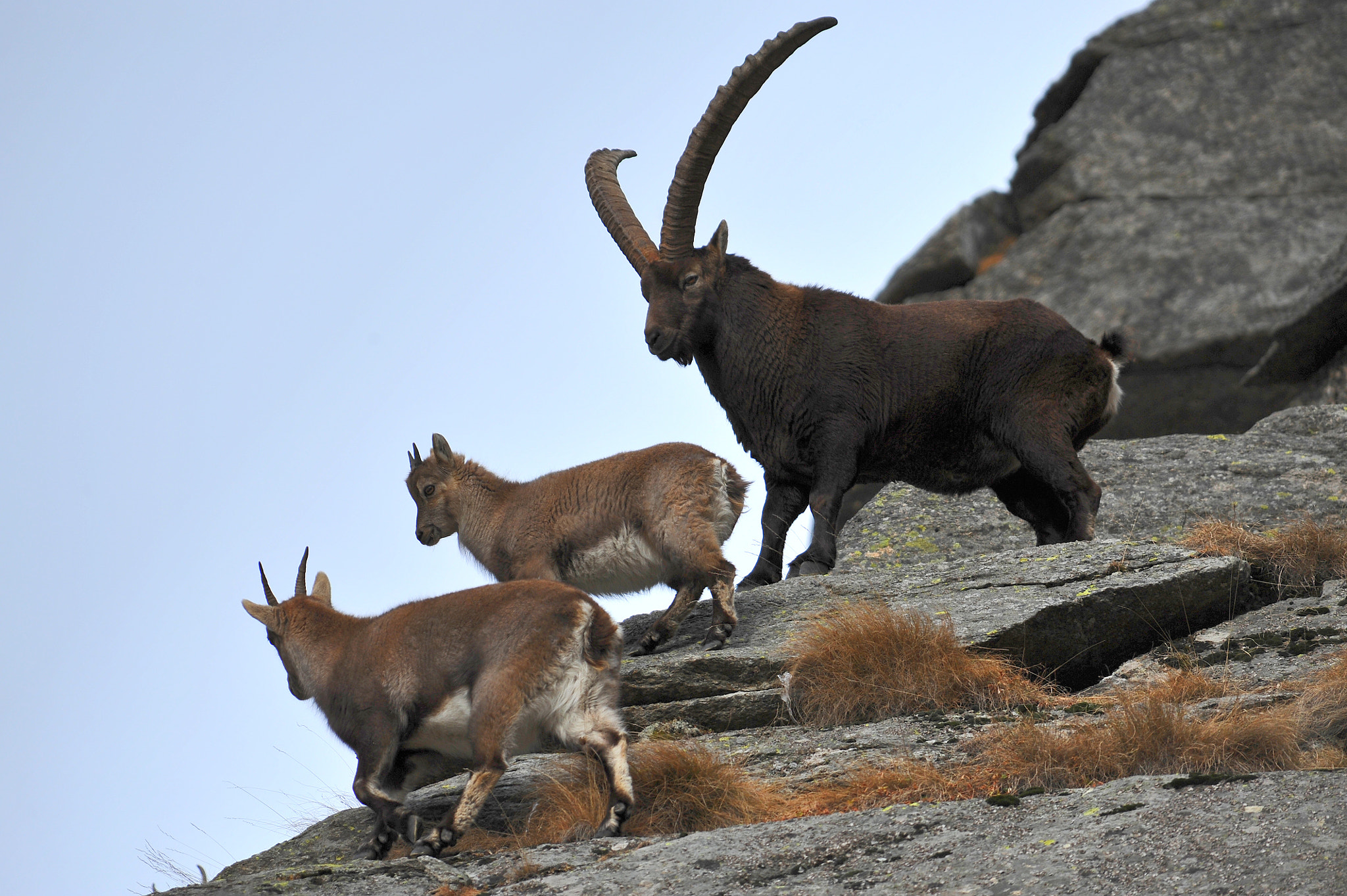 Nikon AF-S Nikkor 300mm F2.8G ED-IF VR sample photo. "ibex" photography