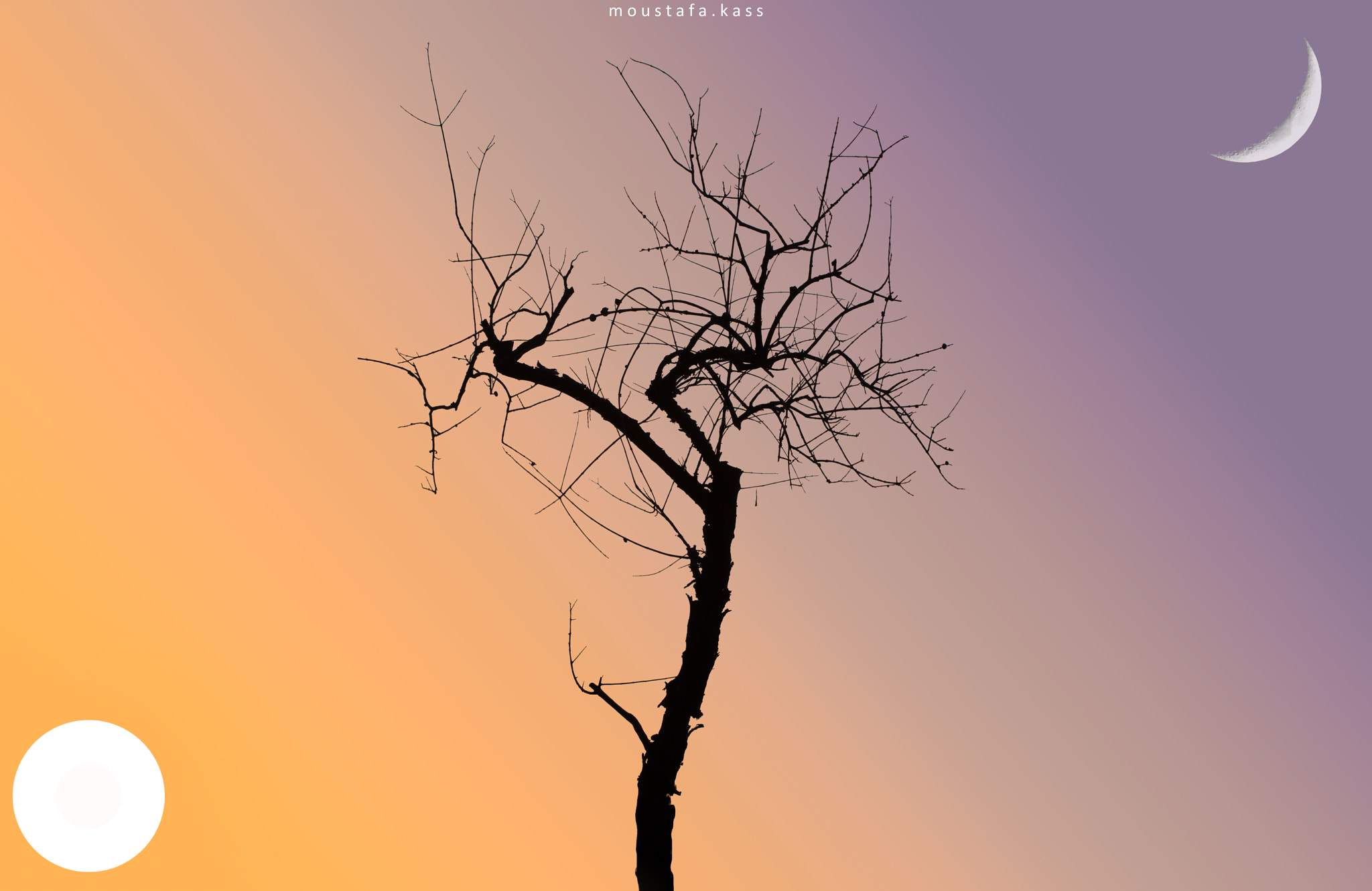 Canon EF 100mm F2.8 Macro USM sample photo. Day/night tree photography