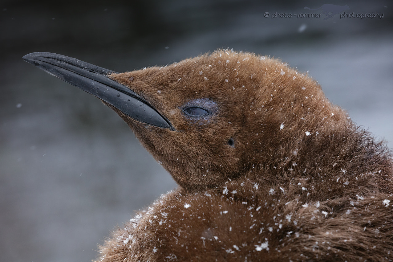 Canon EOS 5DS R sample photo. Young king penguin photography