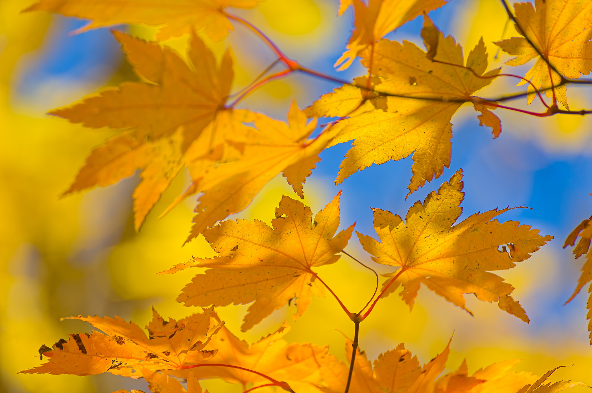 Nikon D4 sample photo. Maple leaf photography