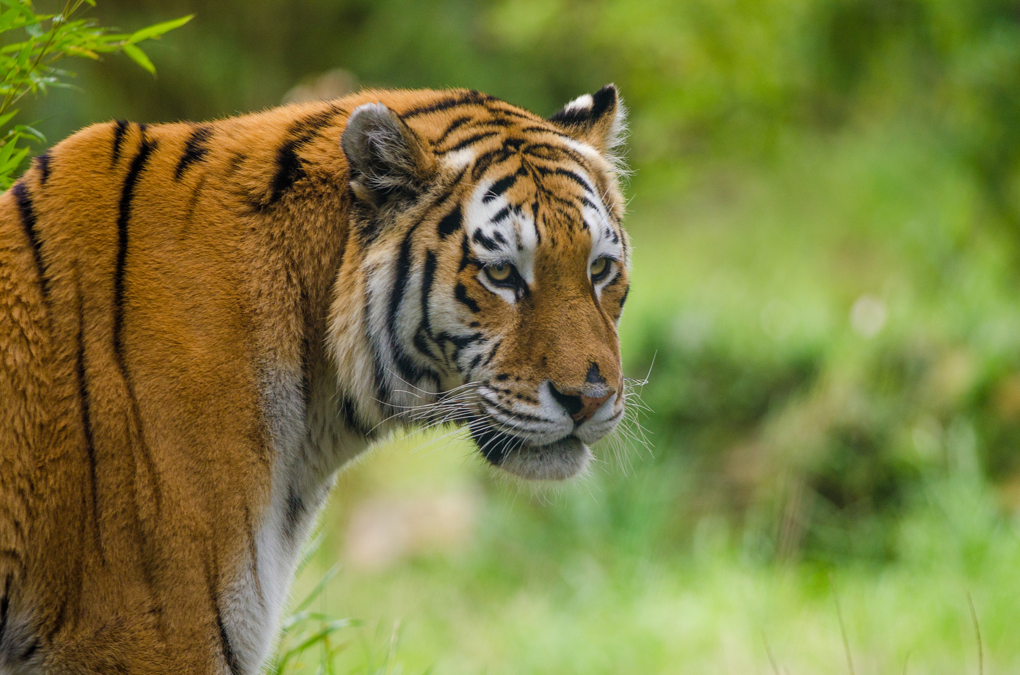 Nikon D7000 + Nikon AF-S Nikkor 300mm F4D ED-IF sample photo. Amur tiger photography