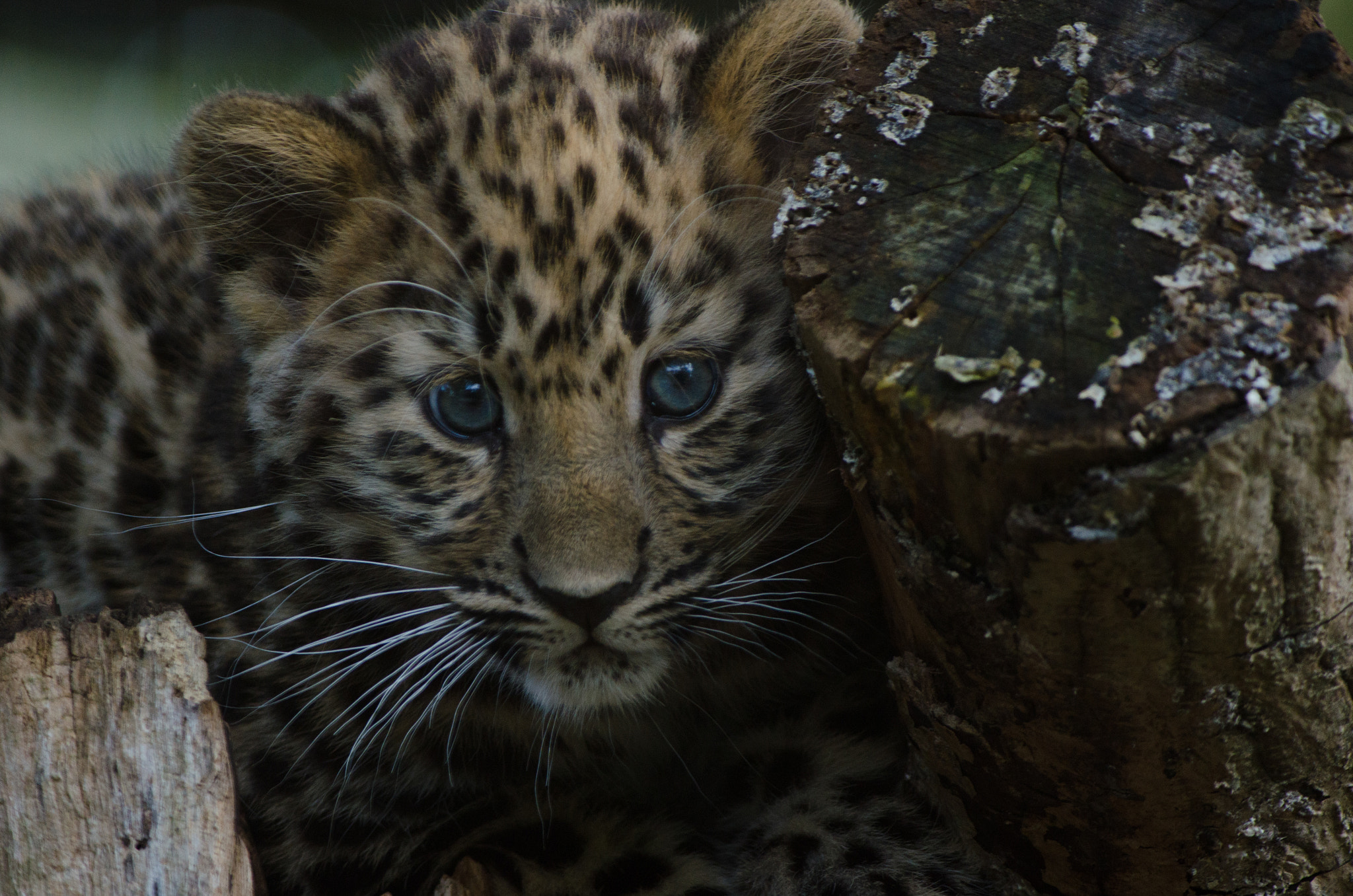 Nikon D7000 + Nikon AF-S Nikkor 300mm F4D ED-IF sample photo. An amur leopard cub photography