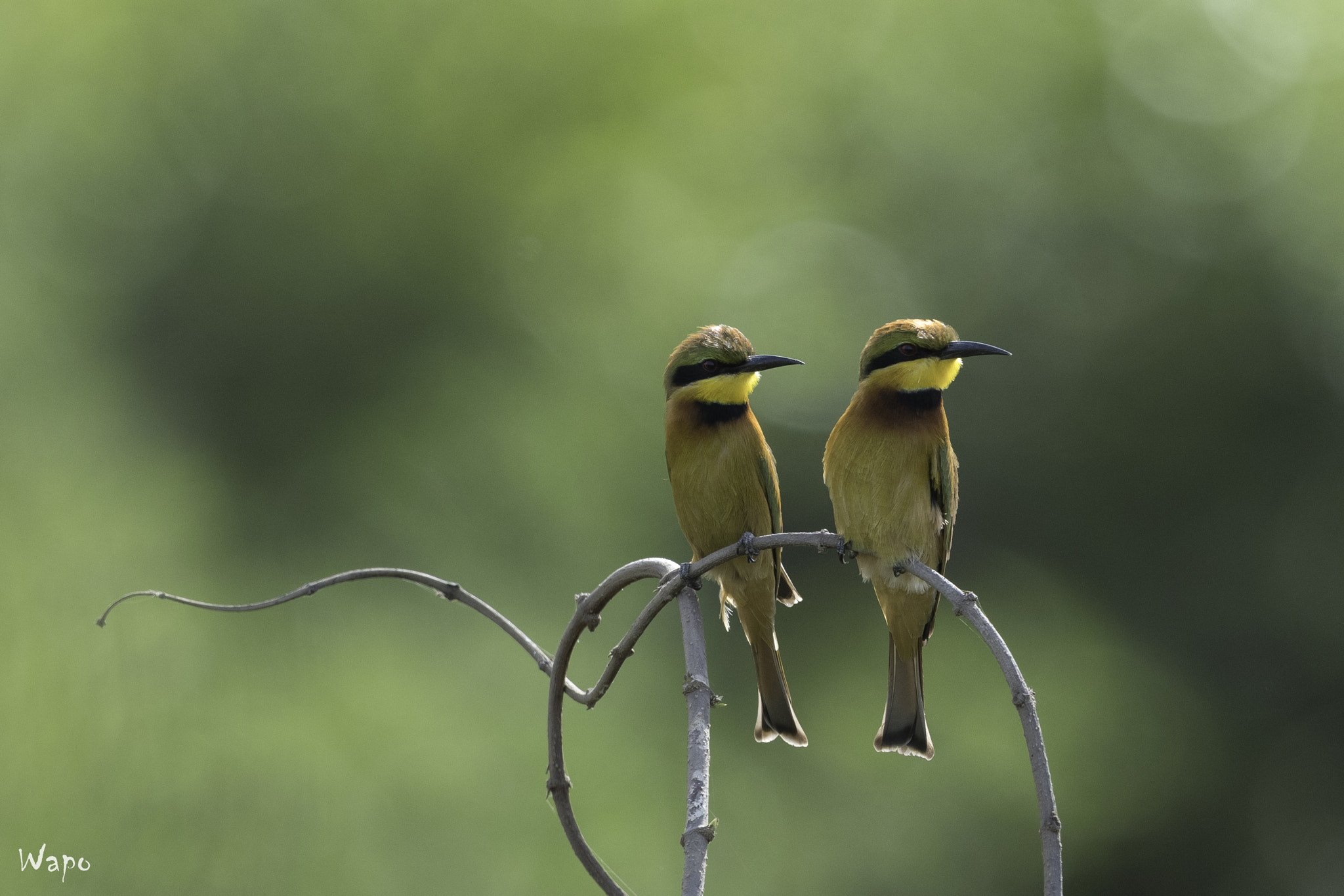 Nikon AF-S Nikkor 500mm F4E FL ED VR sample photo. Little bee-eaters warming up photography