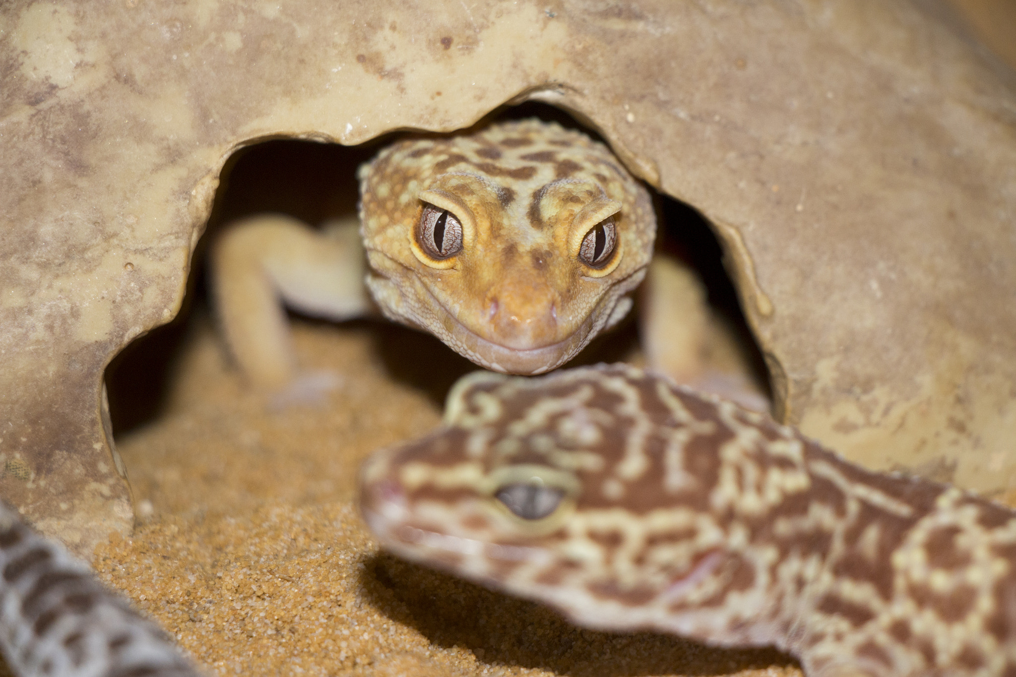 Canon EOS 700D (EOS Rebel T5i / EOS Kiss X7i) + Canon EF-S 18-135mm F3.5-5.6 IS USM sample photo. Leopardgecko photography