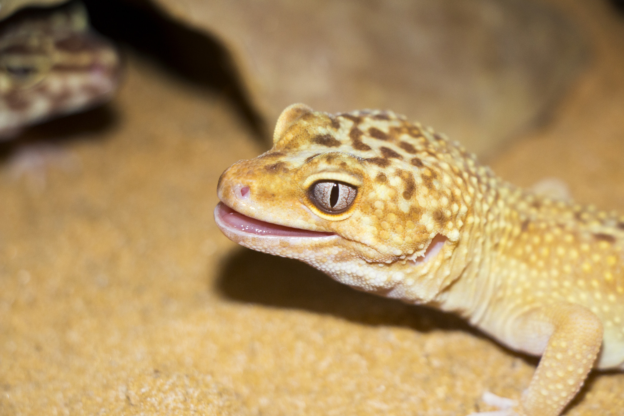 Canon EOS 700D (EOS Rebel T5i / EOS Kiss X7i) + Canon EF-S 18-135mm F3.5-5.6 IS USM sample photo. Leopardgecko photography