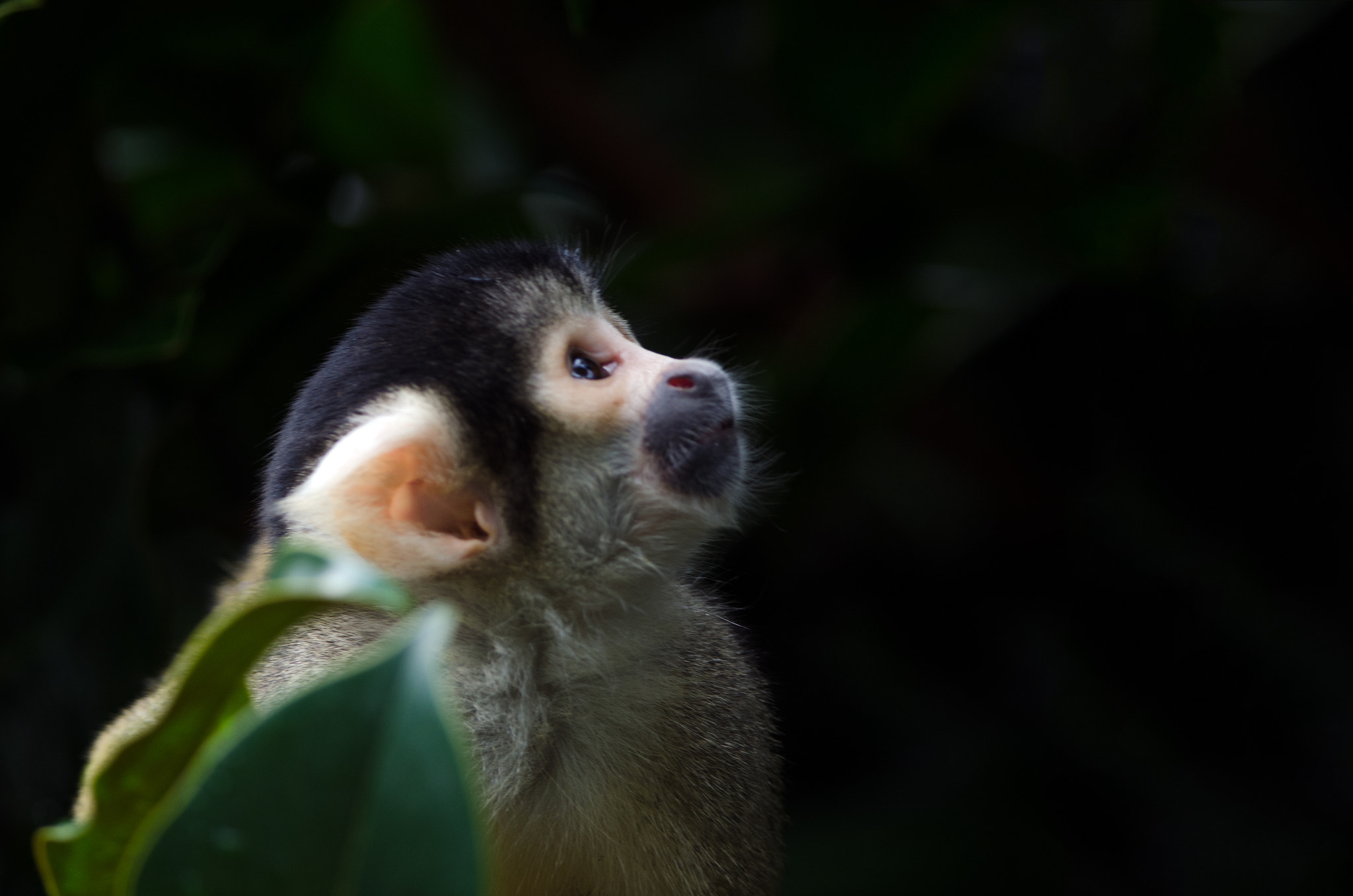 Nikon D7000 + Nikon AF-S Nikkor 300mm F4D ED-IF sample photo. Bolivian black-capped squirrel monkey photography