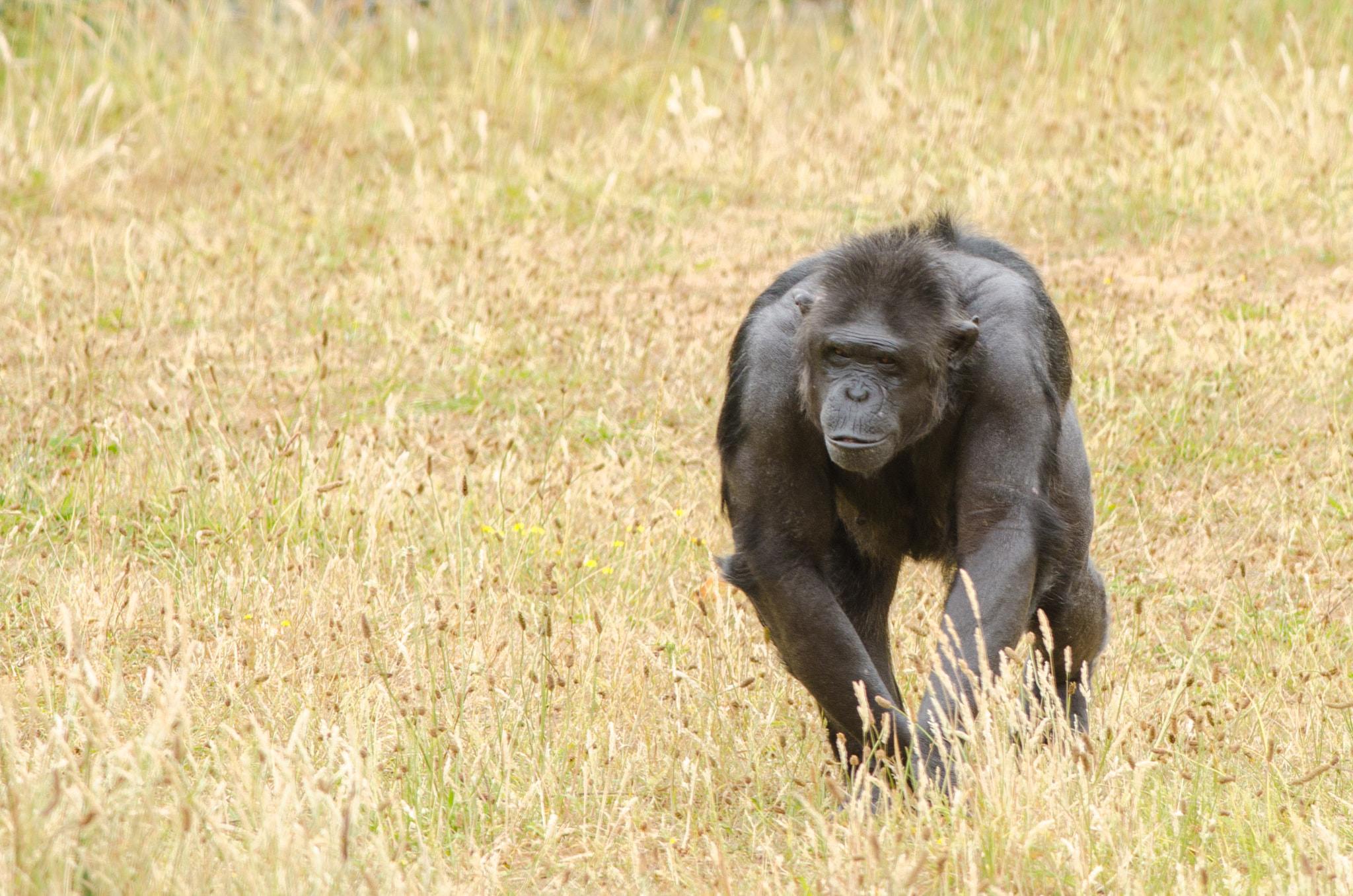 Nikon D7000 + Nikon AF-S Nikkor 300mm F4D ED-IF sample photo. Chimpanzee 2 photography