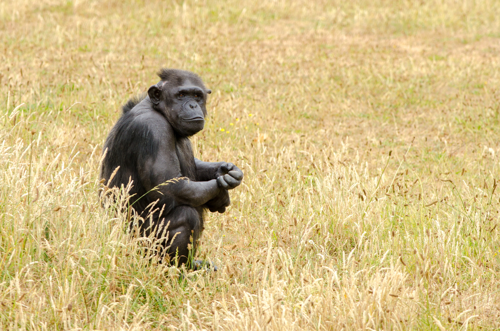 Nikon D7000 + Nikon AF-S Nikkor 300mm F4D ED-IF sample photo. Chimpanzee 3 photography