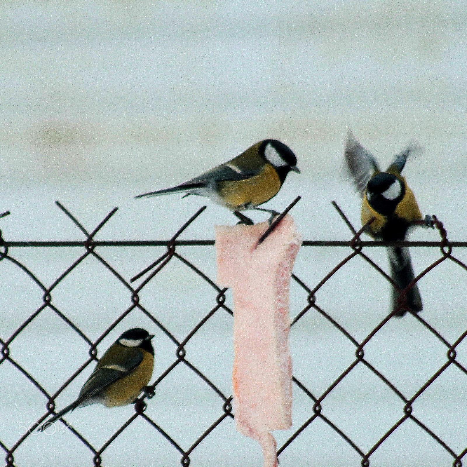 Canon EOS 7D sample photo. Titmouse photography