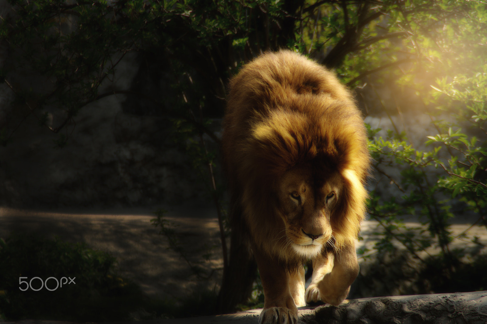 Tamron AF 18-200mm F3.5-6.3 XR Di II LD Aspherical (IF) Macro sample photo. Lion photography