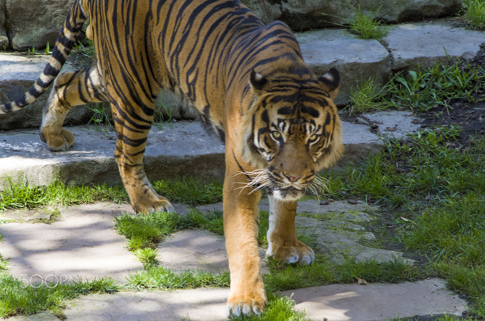 Pentax K-50 sample photo. Tiger photography