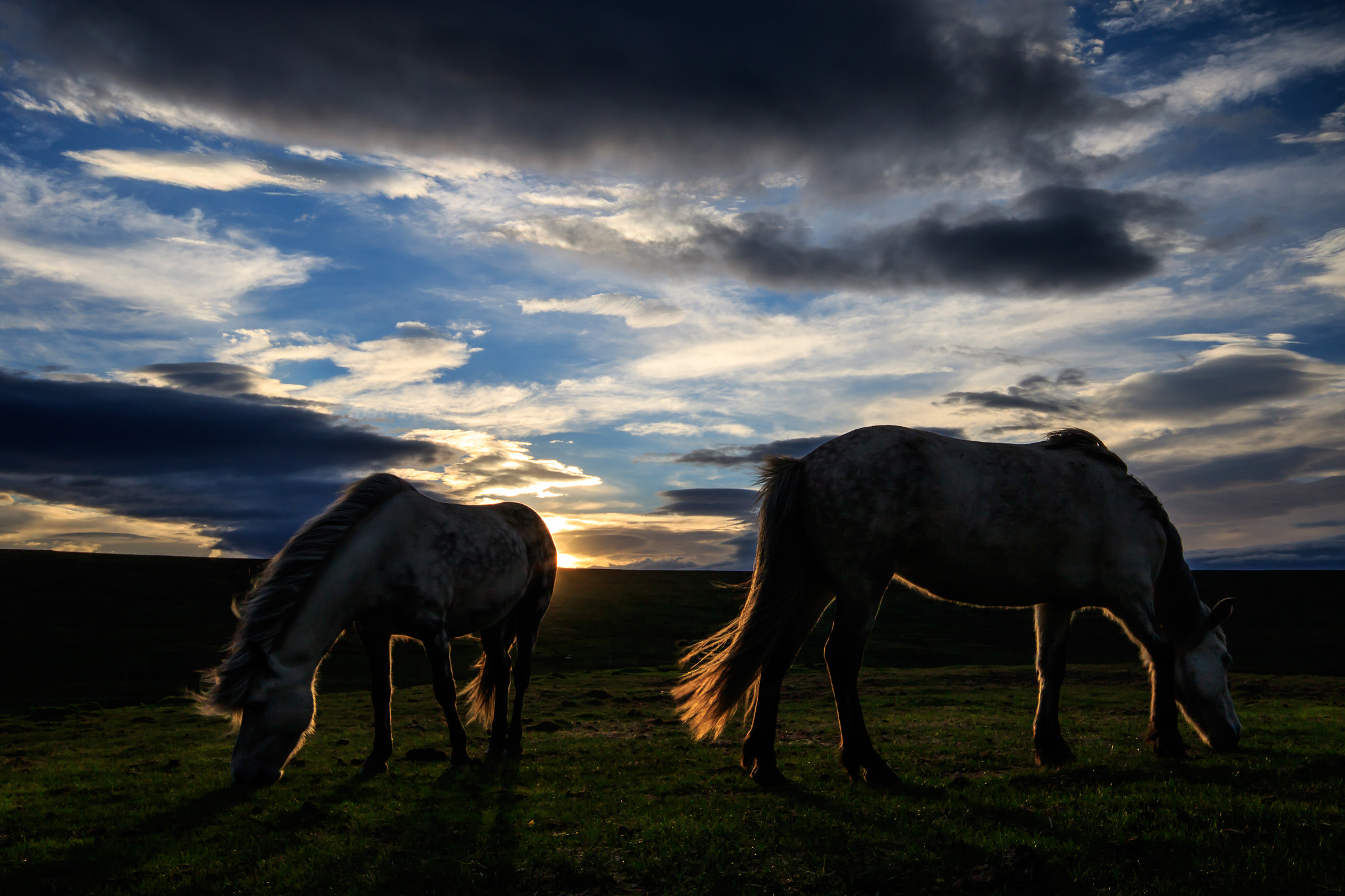 Canon EOS 7D Mark II sample photo. Icelandic horses photography