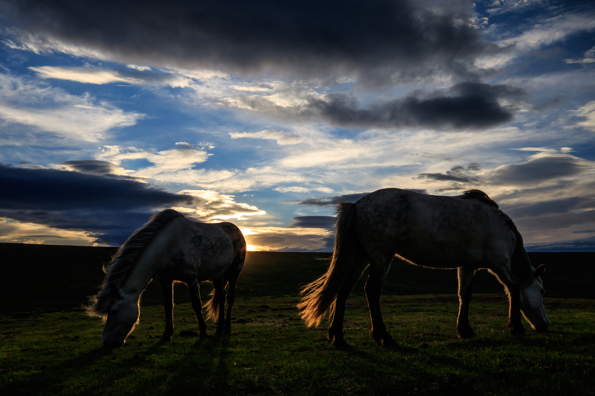 Sigma 10-20mm F4-5.6 EX DC HSM sample photo. Icelandic horses photography