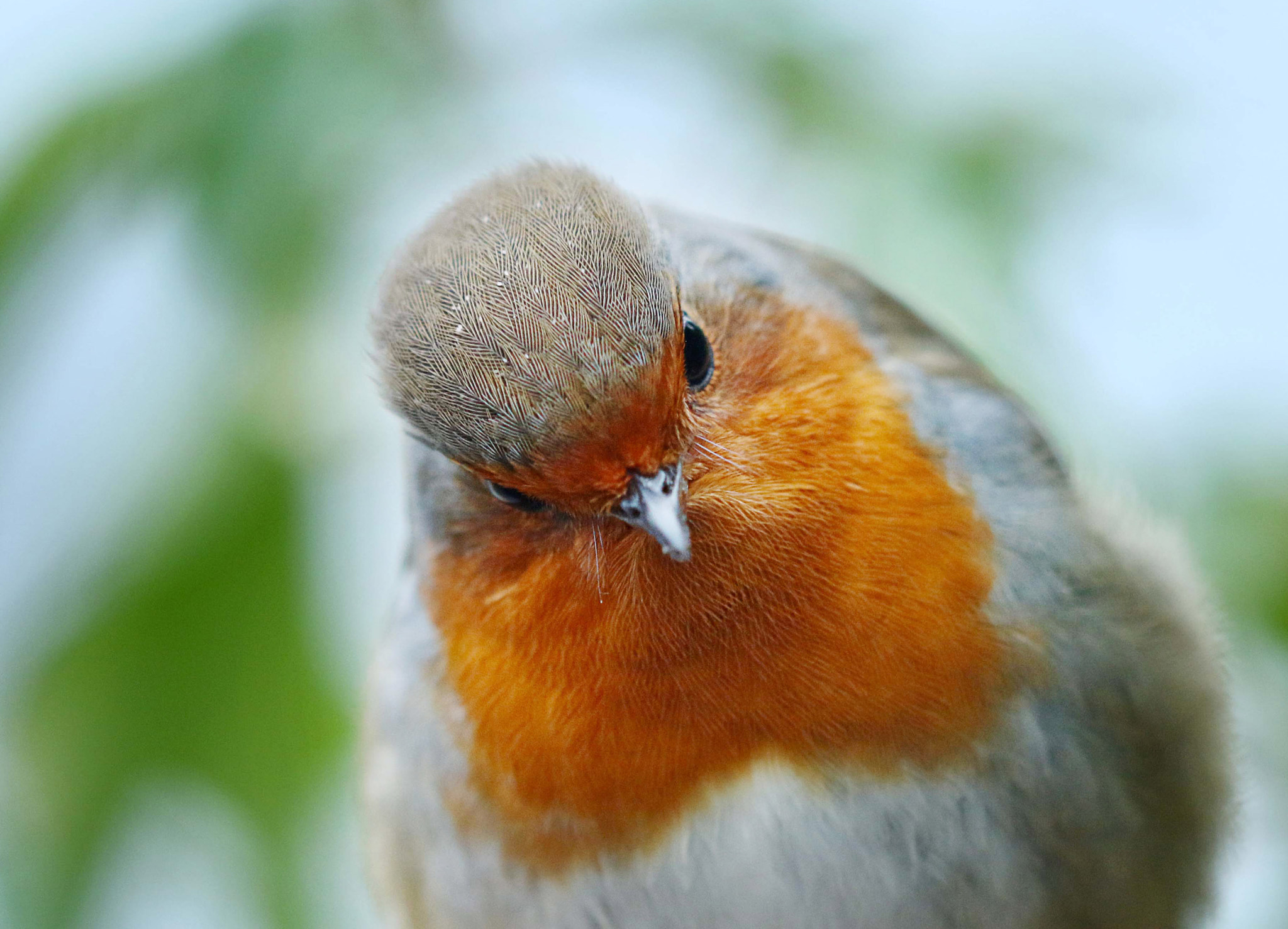 Canon EF 180mm F3.5L Macro USM sample photo. Friendly face photography