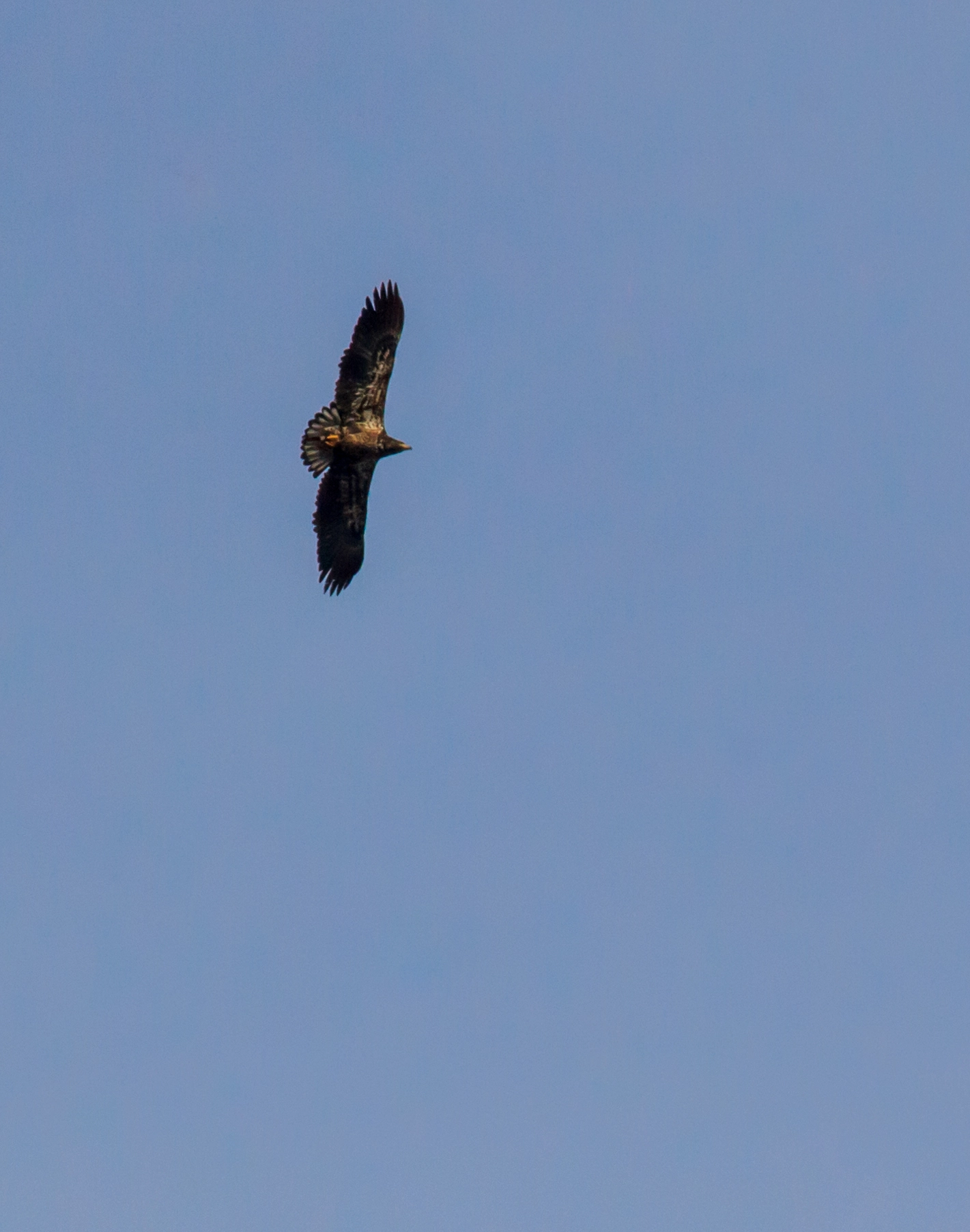 Canon EF 70-300mm F4-5.6L IS USM sample photo. Soaring youth photography
