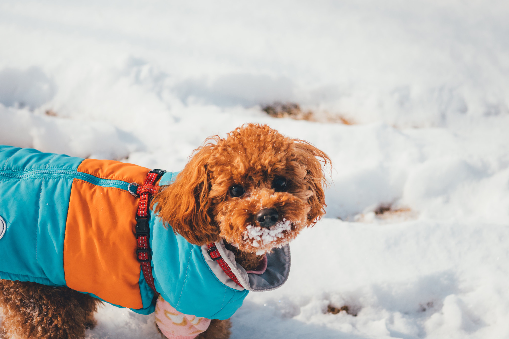 Panasonic Lumix DMC-GX85 (Lumix DMC-GX80 / Lumix DMC-GX7 Mark II) + Sigma 60mm F2.8 DN Art sample photo. Snow puppy photography