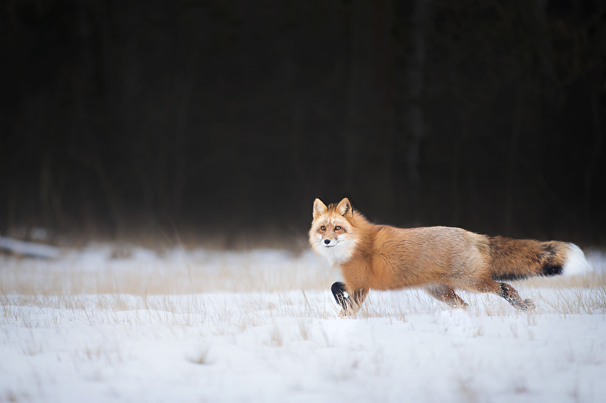 Canon EF 70-200mm F2.8L USM sample photo. Freedom photography