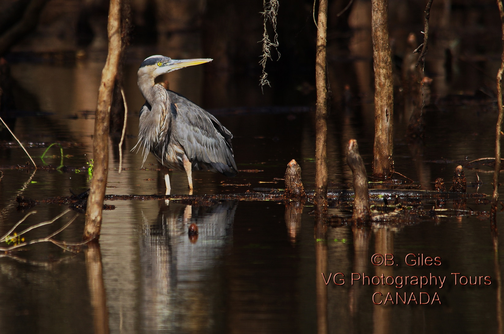 Pentax K-5 IIs + Sigma 150-500mm F5-6.3 DG OS HSM sample photo. Out from the shadows photography