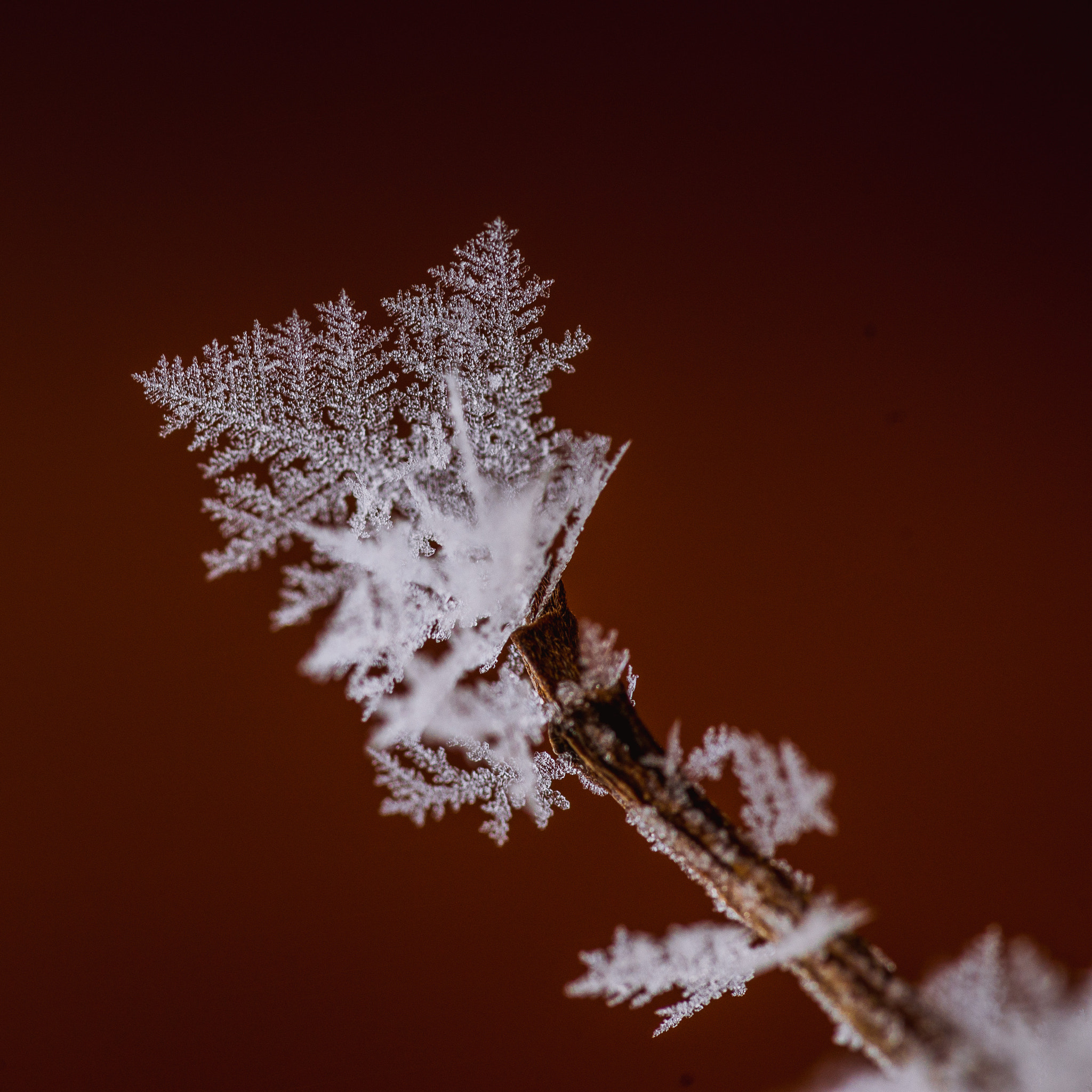 Sony a99 II + 105mm F2.8 sample photo. Frozen photography