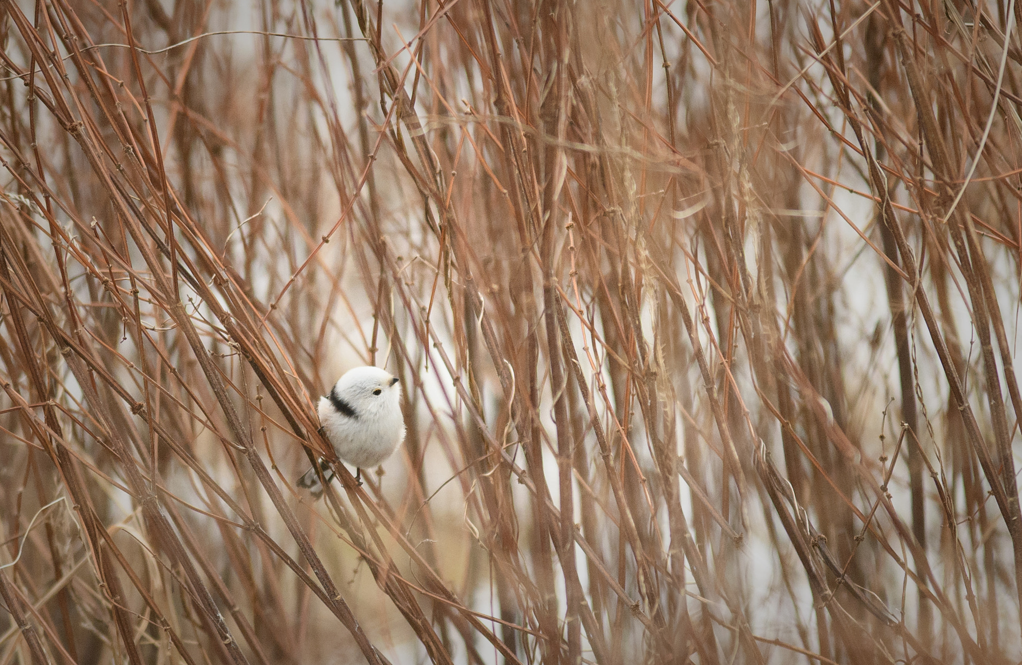 Nikon AF-S Nikkor 300mm F2.8G ED VR II sample photo. Snowball photography
