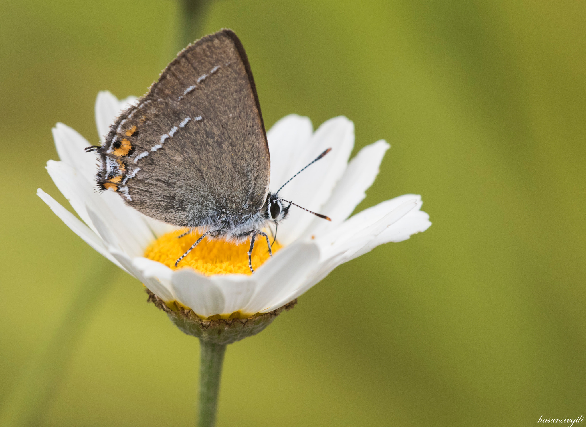 Sigma APO Macro 150mm f/2.8 EX DG HSM sample photo. Beauty photography