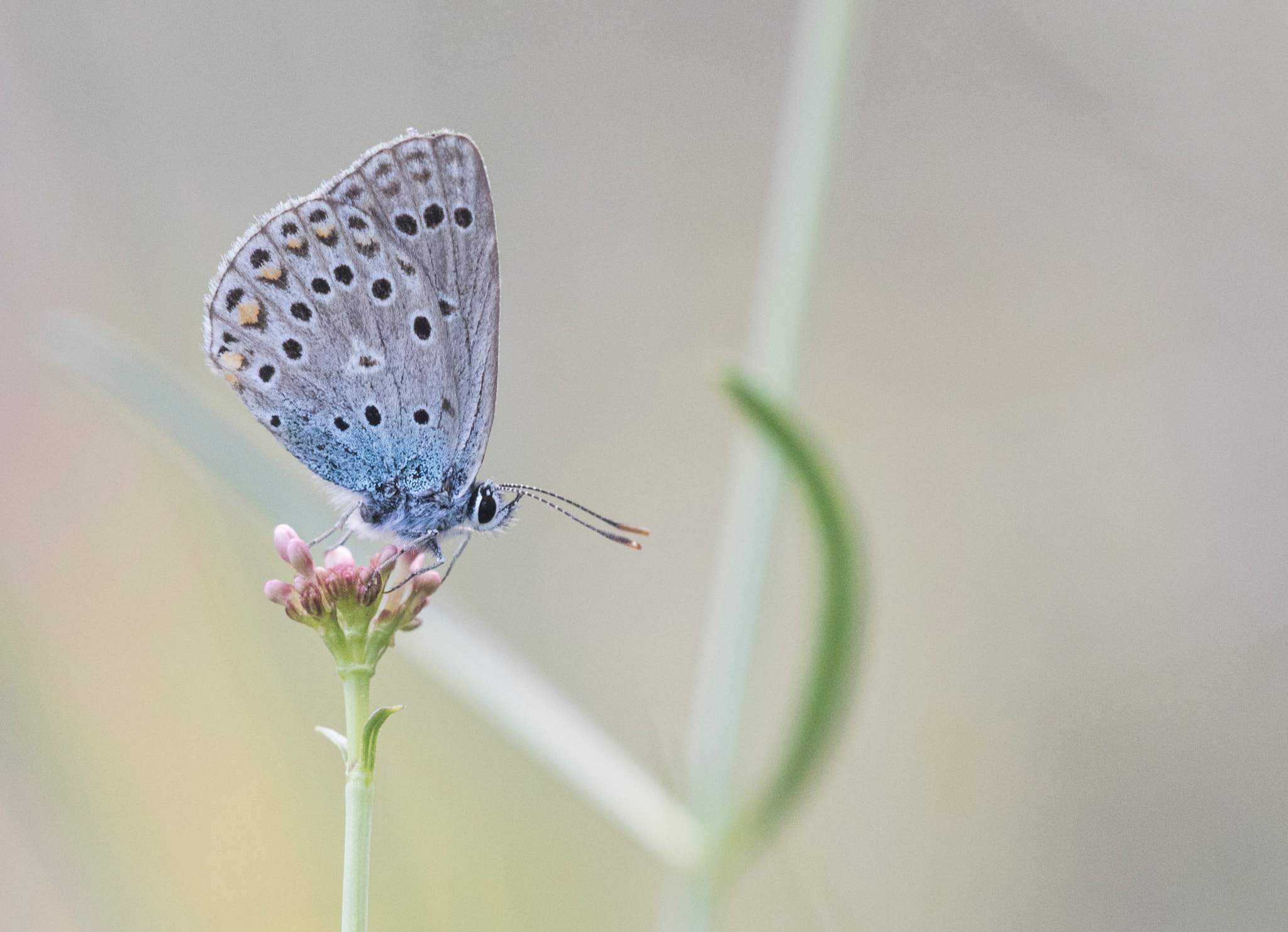 Sigma APO Macro 150mm f/2.8 EX DG HSM sample photo. Alone photography