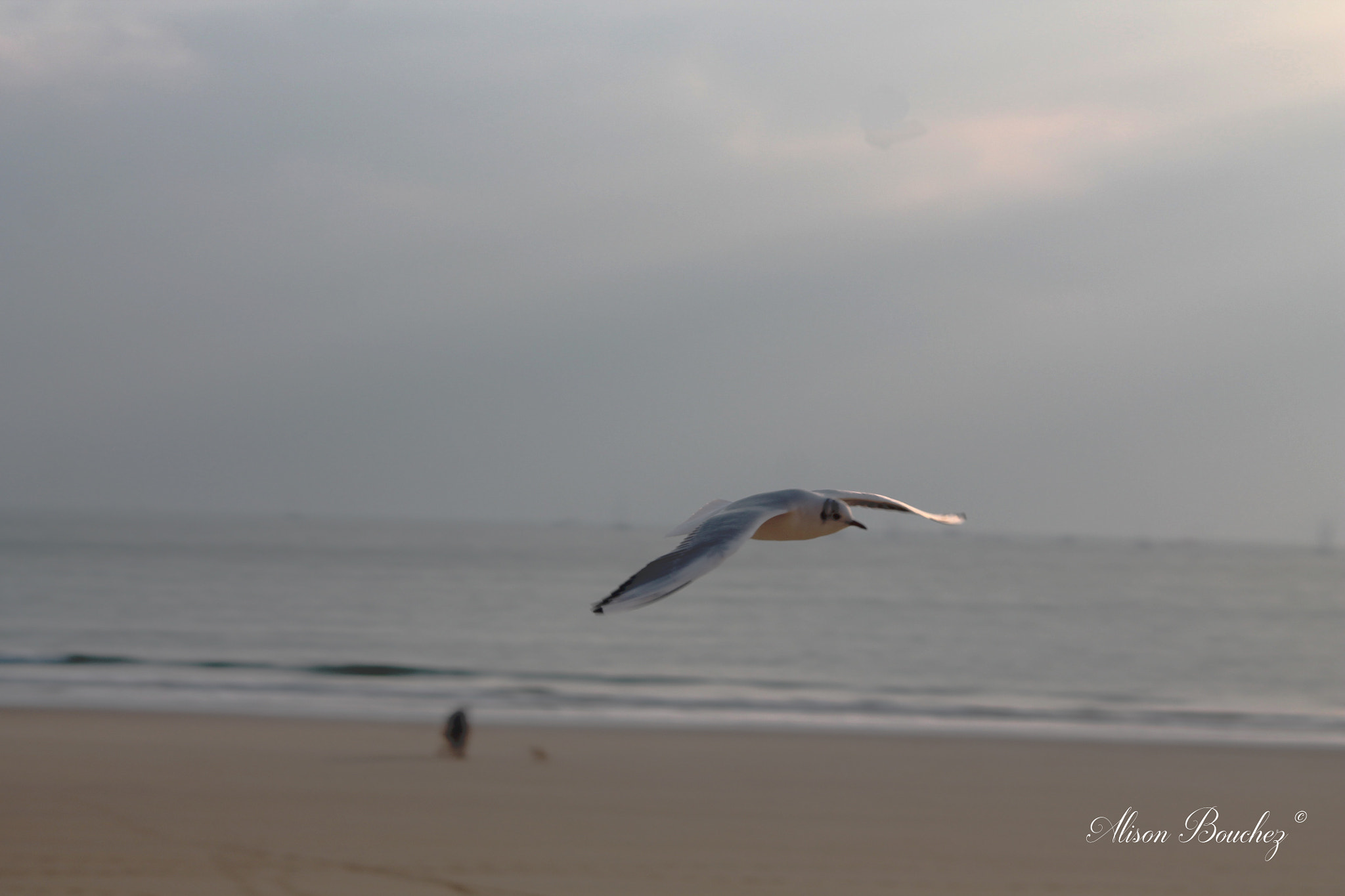 Canon EOS 1100D (EOS Rebel T3 / EOS Kiss X50) sample photo. Come back photography