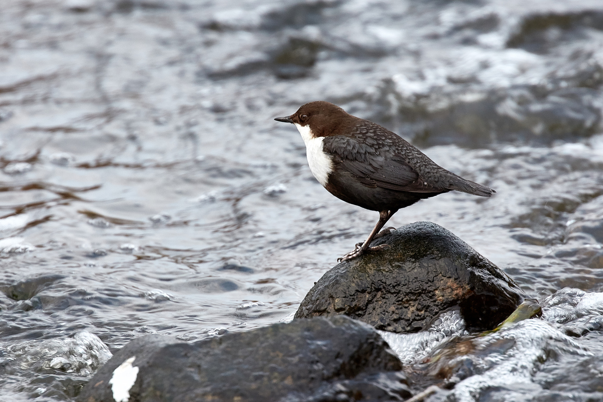 Canon EOS 5DS R sample photo. The white-throated dipper photography