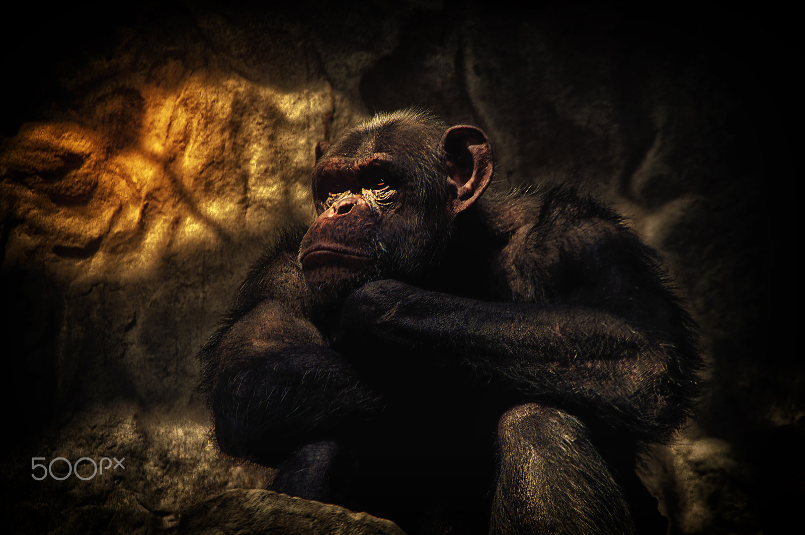 Pentax K20D sample photo. Chimpanzee photography