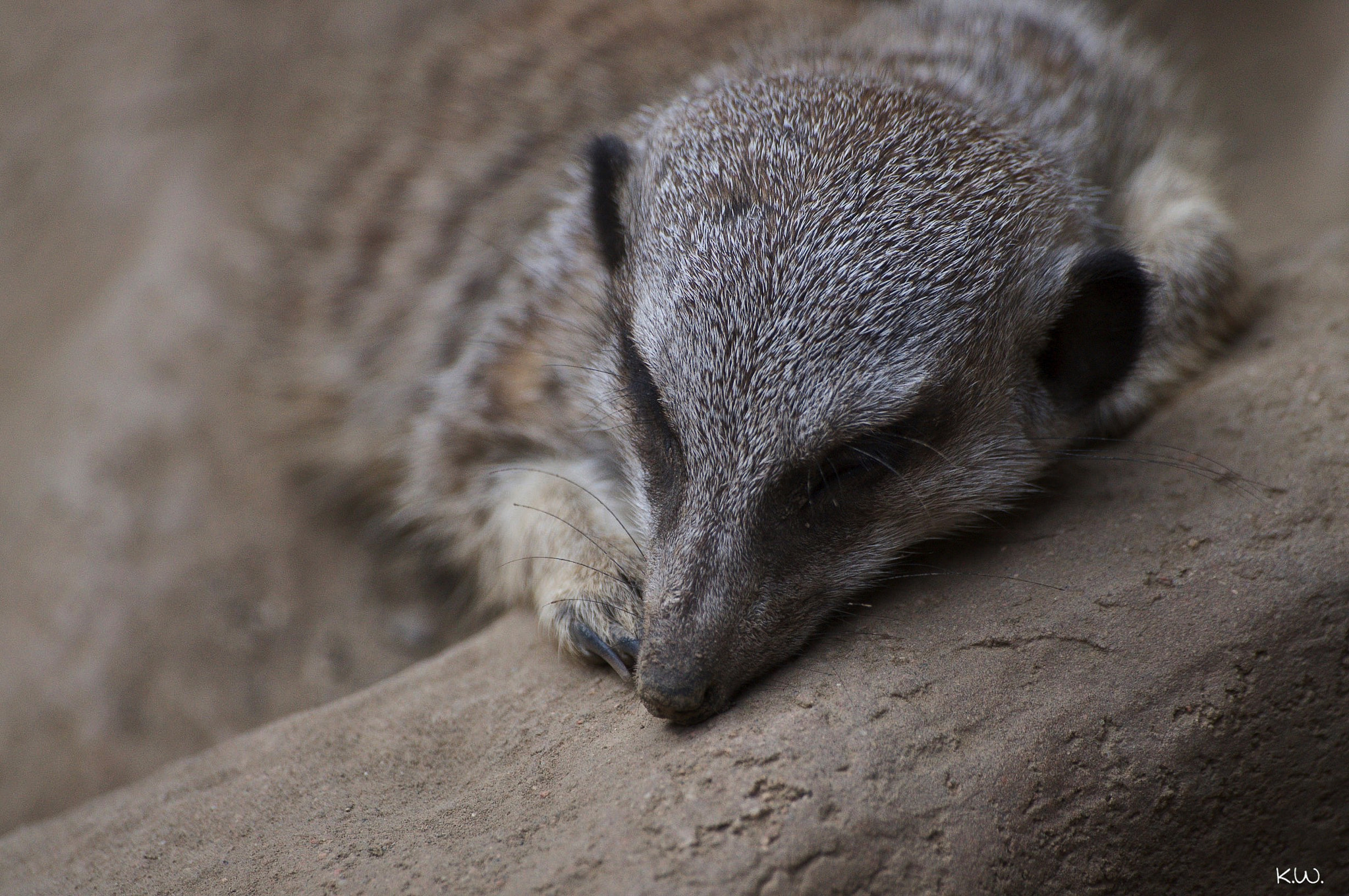 Sony 75-300mm F4.5-5.6 sample photo. Sleeping photography