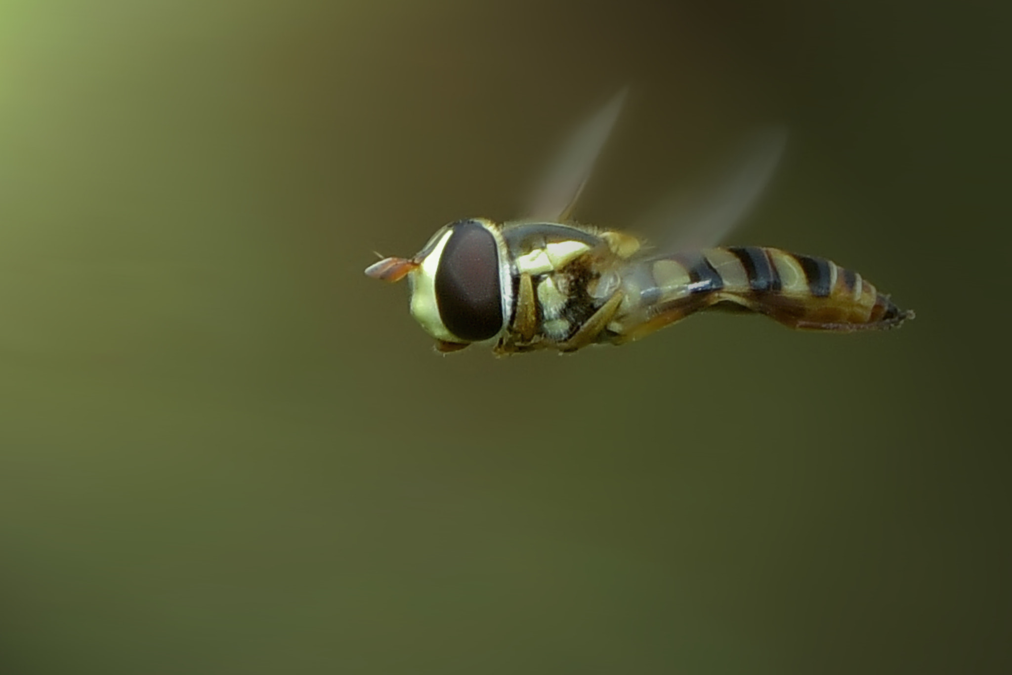 AF Nikkor 20mm f/2.8 sample photo. Hoverfly photography