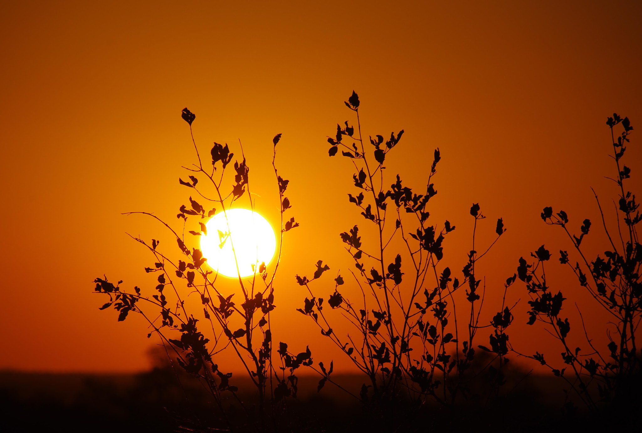 Pentax K-5 II + Sigma 18-300mm F3.5-6.3 DC Macro HSM sample photo. Sunset  photography