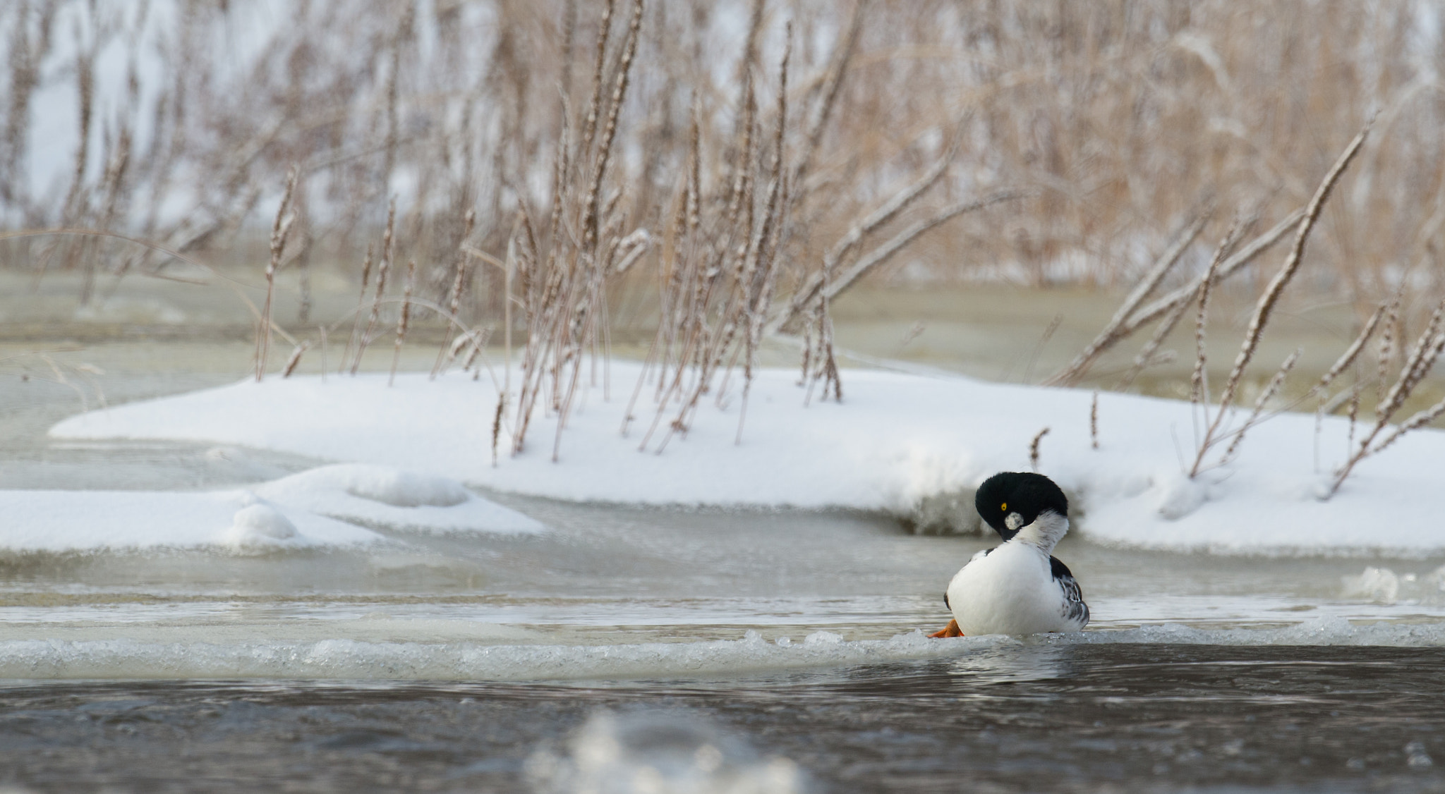 Nikon AF-S Nikkor 800mm F5.6E FL ED VR sample photo. Garrot a oeil d'or, bucephala clangula, common goldeneye photography