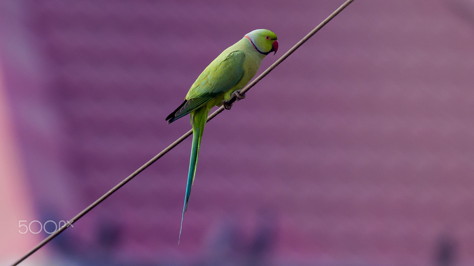 Nikon D5200 sample photo. Rose-ringed parakeet photography