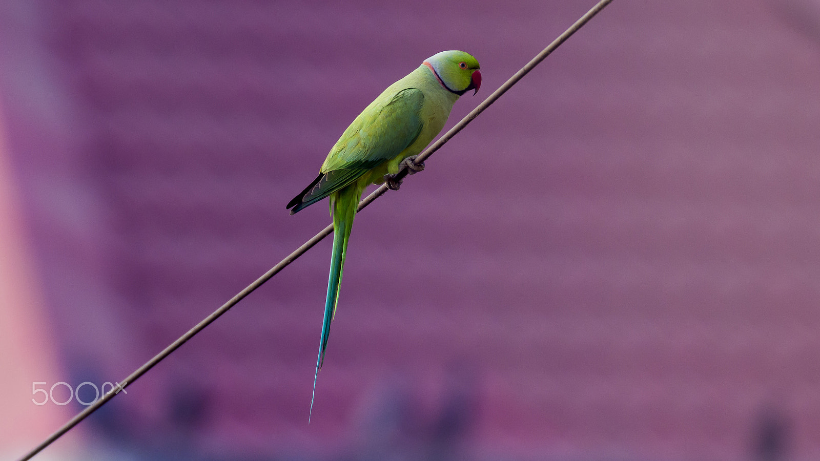 Nikon AF-S Nikkor 200-500mm F5.6E ED VR sample photo. Rose-ringed parakeet photography
