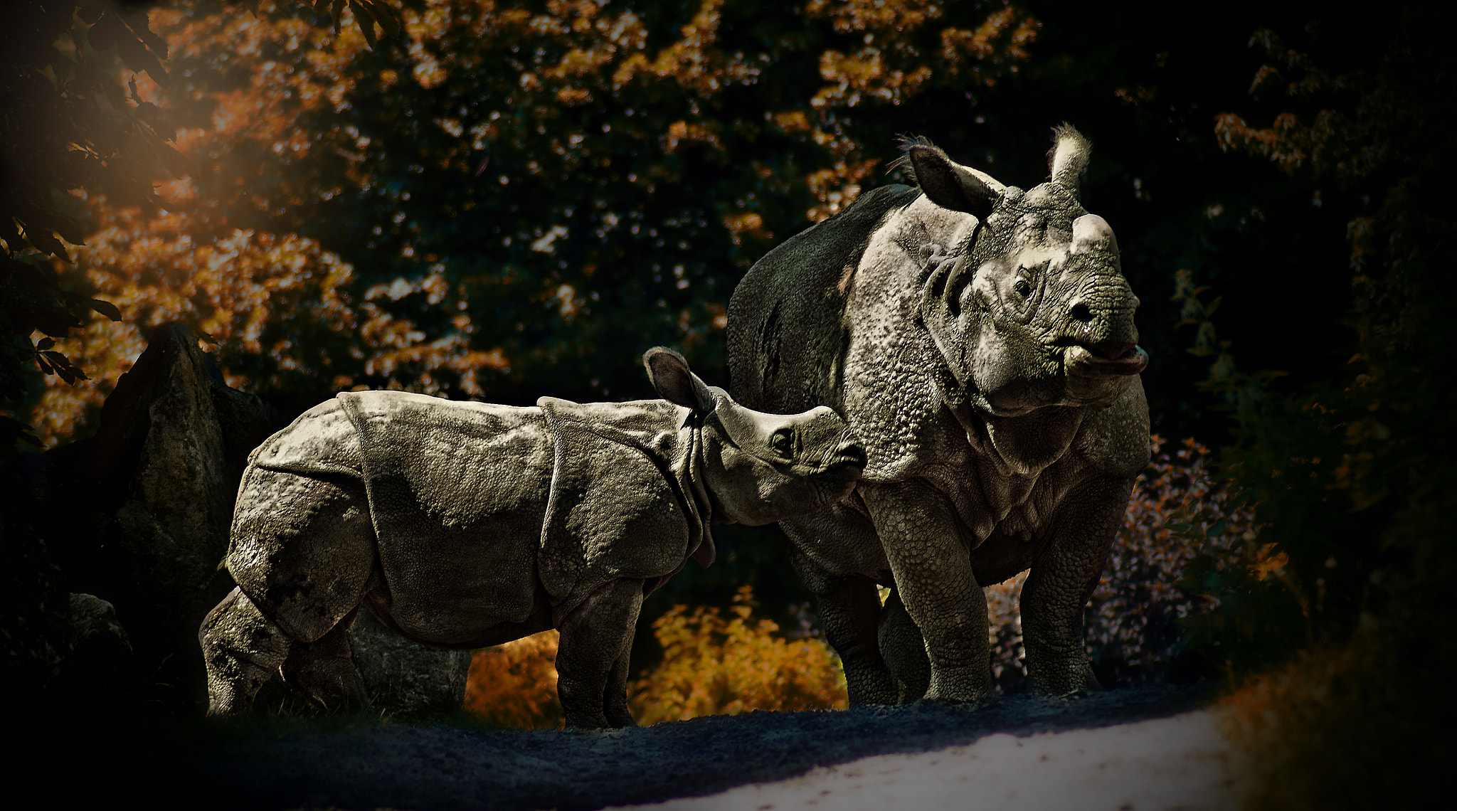 Pentax K20D sample photo. Rhinoceros photography