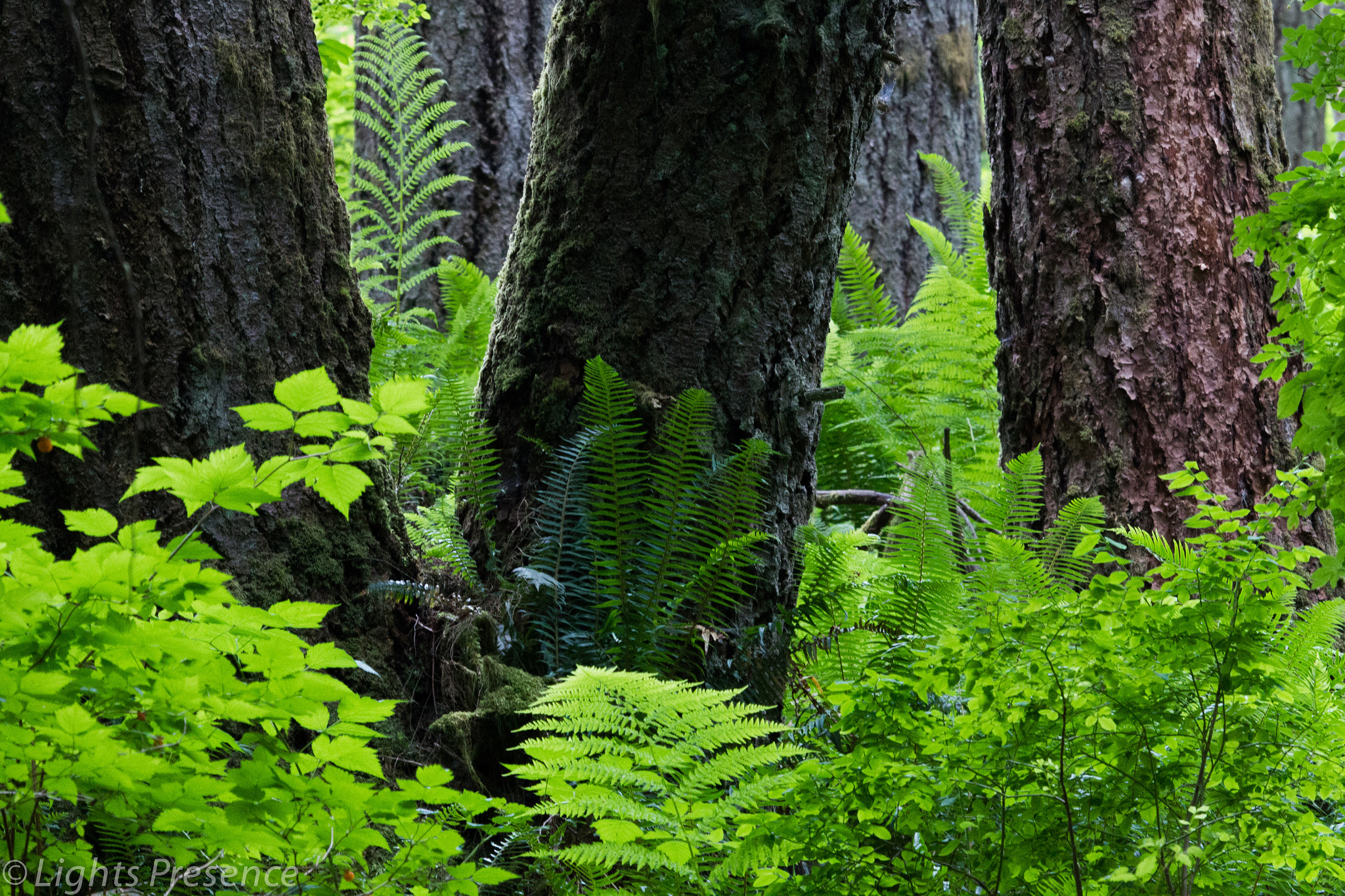 Canon EF 100-400mm F4.5-5.6L IS USM sample photo. Green is my color photography