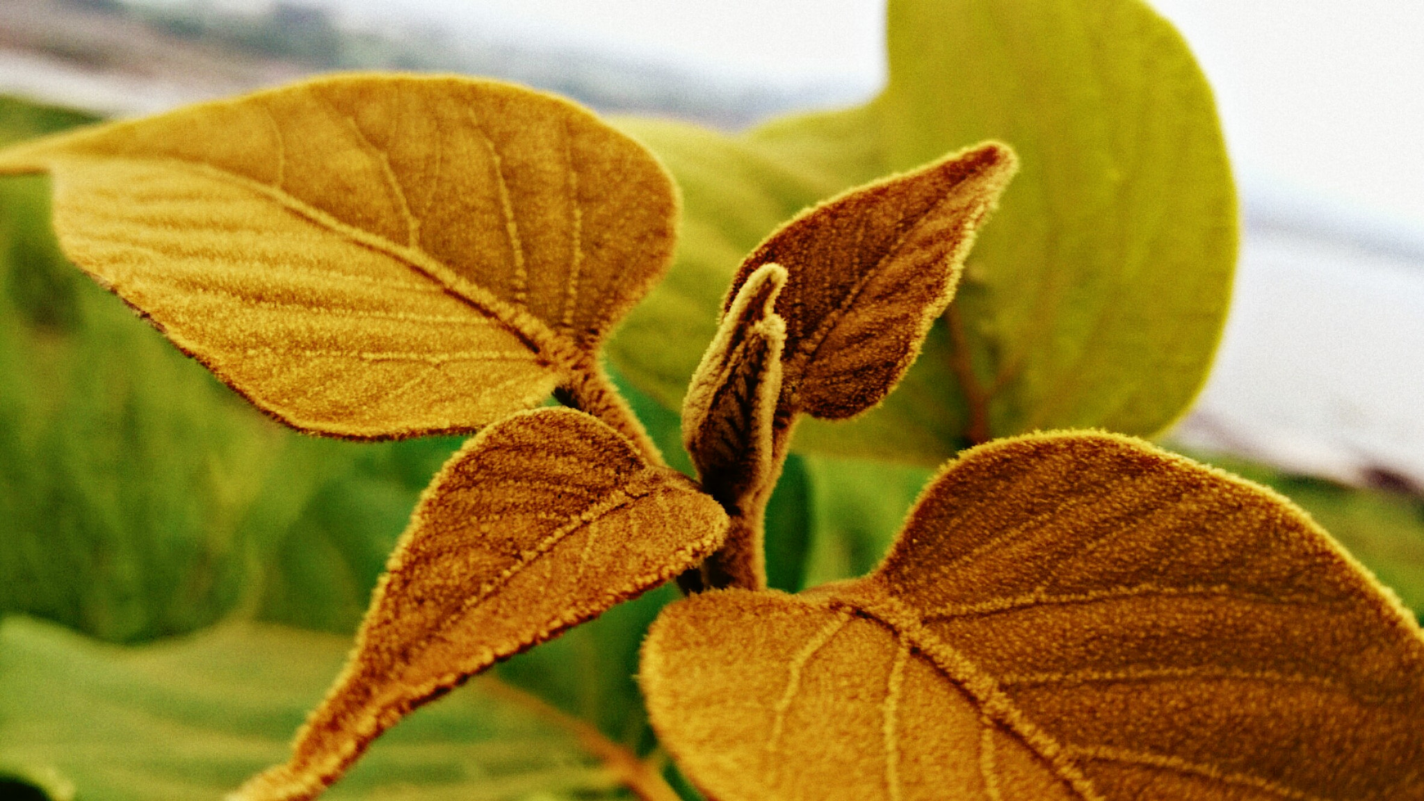 Nokia Lumia 730 Dual SIM sample photo