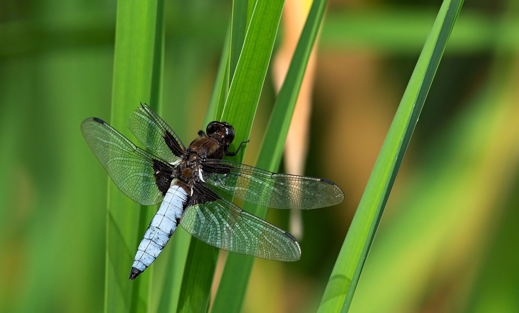 Nikon D610 sample photo. Broad-bodied chaser dragonfly, male photography