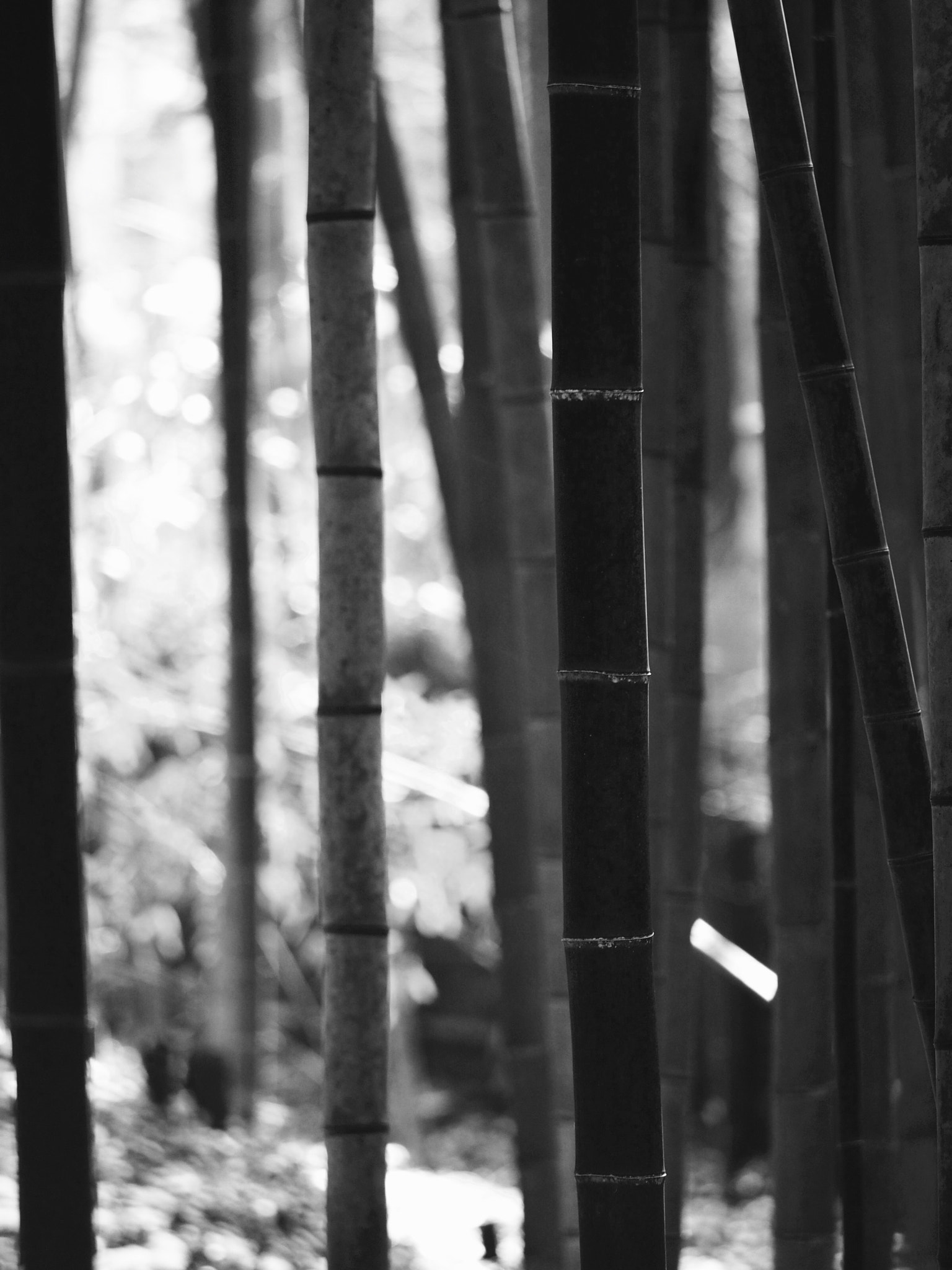 Olympus OM-D E-M5 + Olympus M.Zuiko Digital ED 40-150mm F2.8 Pro sample photo. Same but not the same. bamboo, arashiyama, kyoto photography