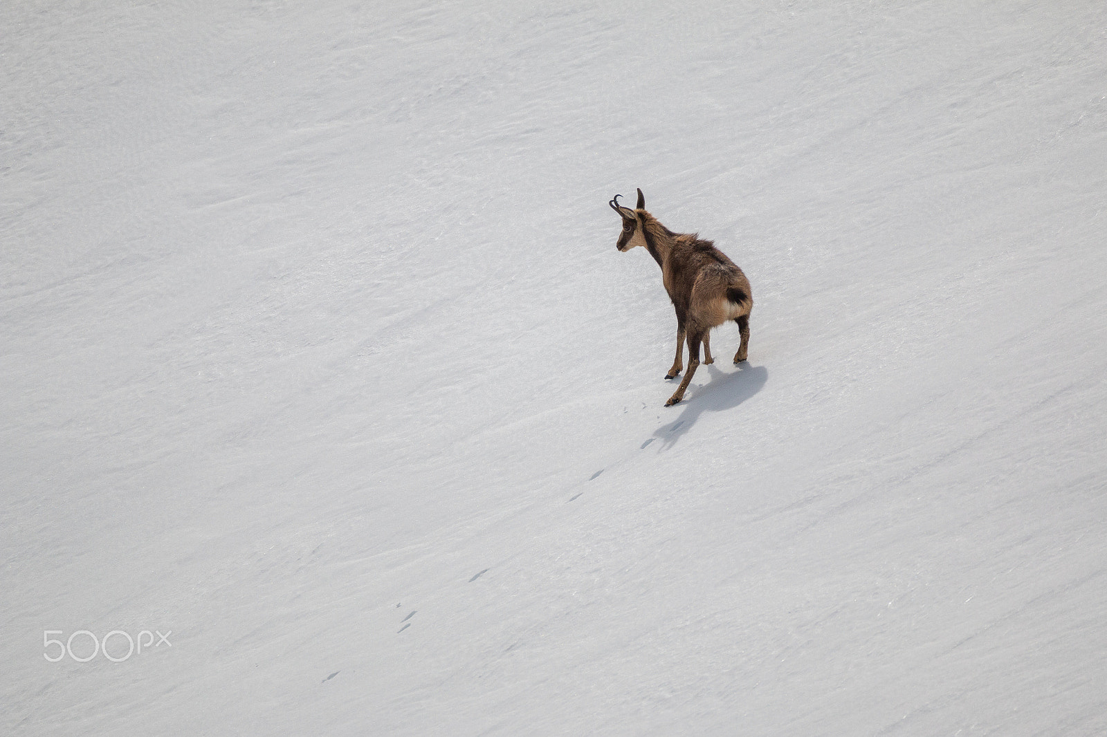 150-600mm F5-6.3 DG OS HSM | Contemporary 015 sample photo. Running away photography
